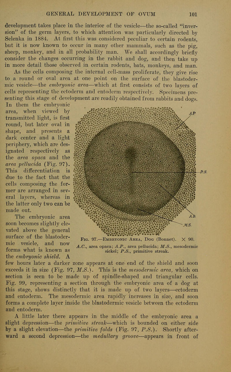 development takes place in the interior of the vesicle—the so-called inver- sion of the germ layers, to which attention was particularly directed by Selenka in 1884. At first this was considered peculiar to certain rodents, but it is now known to occur in many other mammals, such as the pig, sheep, monkey, and in all probability man. We shall accordingly briefly consider the changes occurring in the rabbit and dog, and then take up in more detail those observed in certain rodents, bats, monkeys, and man. As the cells composing the internal cell-mass proliferate, they give rise to a round or oval area at one point on the surface of the blastoder- mic vesicle—the embryonic area—which at first consists of two layers of cells representing the ectoderm and entoderm respectively. Specimens pre- senting this stage of development are readily obtained from rabbits and dogs. In them the embryonic area, when viewed transmitted ligl round, but latei shape, and presents dark center and a light periphery, which are des- :•!■ ignated respectively as ;!>; the area opaca and the •:•*„■ area pellucida (Fig. 97). .£.; This differentiation is f°%i due to the fact that the £:* cells composing the for- mer are arranged in sev- eral layers, whereas in the latter only two can be made out. The embryonic area soon becomes slightly ele- vated above the general surface of the blastoder- mic vesicle, and now forms what is known as the embryonic shield. A few hours later a darker zone appears at one end of the shield and soon exceeds it in size (Fig. 97, M.S.). This is the mesodermic area, which on section is seen to be made up of spindle-shaped, and triangular cells. Fig. 99, representing a section through the embryonic area of a dog at this stage, shows distinctly that it is made up of two layers—ectoderm and entoderm. The mesodermic area rapidly increases in size, and soon forms a complete layer inside the blastodermic vesicle between the ectoderm and entoderm. A little later there appears in the middle of the embryonic area a slight depression—the primitive streak—which is bounded on either side by a slight elevation—the primitive folds (Fig. 97, P.S.). Shortly after- ward a second depression—the medullary groove—appears in front of f:\n: Fig. 97.—Embryonic Area, Dog (Bonnet). X 90. A.C., area opaca; A.P., area pellucida; M.S., mesodermic sickel; P.S., primitive streak.