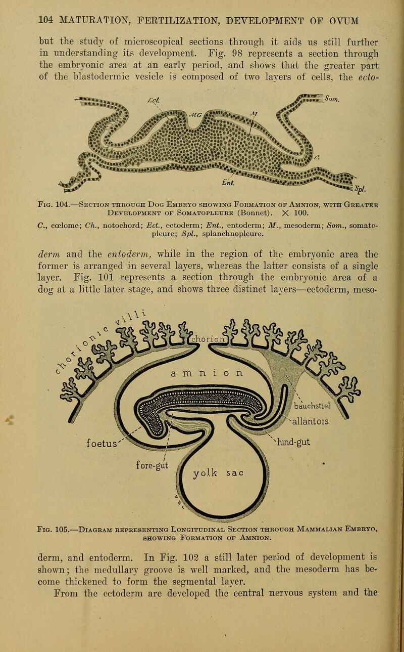 but the study of microscopical sections through it aids us still further in understanding its development. Fig. 98 represents a section through the embryonic area at an early period, and shows that the greater part of the blastodermic vesicle is composed of two layers of cells, the ecto- ^^^^^m Fig. 104.—Section through Dog Embryo showing Formation of Amnion, with Greater Development of Somatopleure (Bonnet). X 100. C, ccelome; Ch., notochord; Ect., ectoderm; Ent., entoderm; M., mesoderm; Som., somato- pleure; Spl., splanchnopleure. derm and the entoderm, while in the region of the embryonic area the former is arranged in several layers, whereas the latter consists of a single layer. Fig. 101 represents a section through the embryonic area of a dog at a little later stage, and shows three distinct layers—ectoderm, meso- Fio. 105.- -Diagram representing Longitudinal Section through Mammalian Embryo, showing Formation of Amnion. derm, and entoderm. In Fig. 102 a still later period of development is shown; the medullary groove is well marked, and the mesoderm has be- come thickened to form the segmental layer. From the ectoderm are developed the central nervous system and the