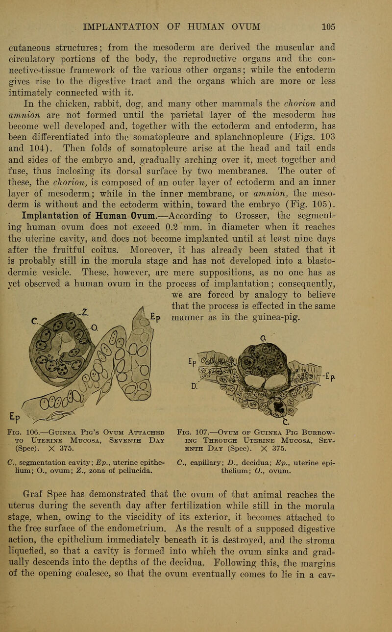 cutaneous structures; from the mesoderm are derived the muscular and circulatory portions of the body, the reproductive organs and the con- nective-tissue framework of the various other organs; while the entoderm gives rise to the digestive tract and the organs which are more or less intimately connected with it. In the chicken, rabbit, dog., and many other mammals the chorion arid amnion are not formed until the parietal layer of the mesoderm has become well developed and, together with the ectoderm and entoderm, has been differentiated into the somatopleure and splanchnopleure (Figs. 103 and 104). Then folds of somatopleure arise at the head and tail ends and sides of the embryo and, gradually arching over it, meet together and fuse, thus inclosing its dorsal surface by two membranes. The outer of these, the chorion, is composed of an outer layer of ectoderm and an inner layer of mesoderm; while in the inner membrane, or amnion, the meso- derm is without and the ectoderm within, toward the embryo (Fig. 105). Implantation of Human Ovum.—According to Grosser, the segment- ing human ovum does not exceed 0.2 mm. in diameter when it reaches the uterine cavity, and does not become implanted until at least nine days after tbe fruitful coitus. Moreover, it has already been stated that it is probably still in the morula stage and has not developed into a blasto- dermic vesicle. These, however, are mere suppositions, as no one has as yet observed a human ovum in the process of implantation; consequently, we are forced by analogy to believe that the process is effected in the same manner as in the guinea-pig. Fig. 106.—Guinea Pig's Ovum Attached to Uterine Mucosa, Seventh Dat (Spee). X 375. C, segmentation cavity; Ep., uterine epithe- lium; O., ovum; Z., zona of pellucida. Fig. 107.—Ovum op Guinea Pig Burrow- ing Through Uterine Mucosa, Sev- enth Day (Spee). X 375. C, capillary; D., decidua; Ep., uterine epi- thelium; O., ovum. Graf Spee has demonstrated that the ovum of that animal reaches the uterus during the seventh day after fertilization while still in the morula stage, when, owing to the viscidity of its exterior, it becomes attached to the free surface of the endometrium. As the result of a supposed digestive action, the epithelium immediately beneath it is destroyed, and the stroma liquefied, so that a cavity is formed into which the ovum sinks and grad- ually descends into the depths of the decidua. Following this, the margins of the opening coalesce, so that the ovum eventually comes to lie in a cav-