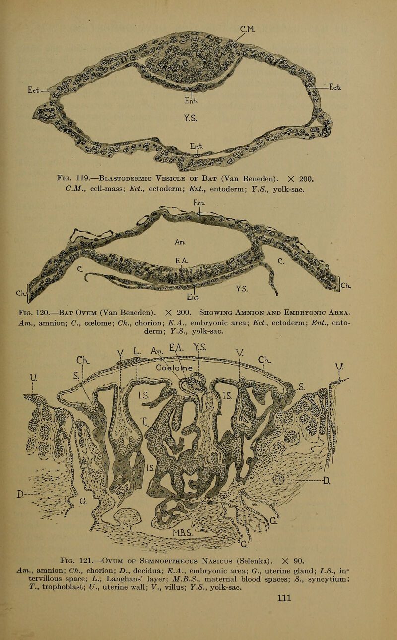 CM., cell-mass; Ect., ectoderm; Ent., entoderm; Y.S., yolk-sac. Fig. 120.—Bat Ovum (Van Beneden). X 200. Showing Amnion and Embryonic Abba. Am., amnion; C, ccelome; Ch., chorion; E.A., embryonic area; Ect., ectoderm; Ent., ento- derm; Y.S., yolk-sac. L. An. EA. Y,S. Fig. 121.—Ovum of Semnopithecus Nasicus (Selenka). X 90. Am., amnion; Ch., chorion; D., decidua; E.A., embryonic area; G., uterine gland; I.S., in- tervillous space; L., Langhans' layer; M.B.S., maternal blood spaces; S., syncytium; T., trophoblast; U., uterine wall; V., villus; Y.S., yolk-sac. Ill