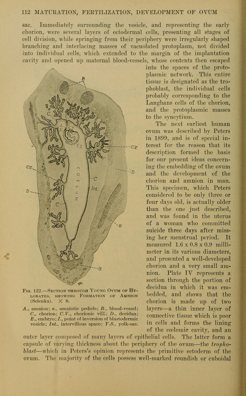 sac. Immediately surrounding the vesicle, and representing the early chorion, were several layers of ectodermal cells, presenting all stages of cell division, while springing from their periphery were irregularly shaped branching and interlacing masses of vacuolated protoplasm, not divided into individual cells, which extended to the margin of the implantation cavity and opened up maternal blood-vessels, whose contents then escaped into the spaces of the proto- plasmic network. This entire tissue is designated as the trp- phoblast, the individual cells probably corresponding to the Langhans cells of the chorion, and the protoplasmic masses to the syncytium. The next earliest human ovum was described by Peters in 1899, and is of special in- terest for the reason that its description formed the basis for our present ideas concern- ing the embedding of the ovum and the development of the chorion and amnion in man. This specimen, which Peters considered to be only three or four days old, is actually older than the one just described, and was found in the uterus of a woman who committed suicide three days after miss- ing her menstrual period. It measured 1.6 x 0.8 x 0.9 milli- meter in its various diameters, and presented a well-developed chorion and a very small am- nion. Plate IV represents a section through the portion of decidua in which it was em- bedded, and shows that the chorion is made up of two layers—a thin inner layer of connective tissue which is poor in cells and forms the lining of the cnelomic cavity, and an outer layer composed of many layers of epithelial cells. The latter form a capsule of varying thickness about the periphery of the ovum—the tropho- blast—which in Peters's opinion represents the primitive ectoderm of the ovum. The majority of the cells possess well-marked roundish or cuboidal ^K Fig. 122.—Section through Young Ovum of Ht- lobates, showing formation of amnion (Selenka). X 8. A., amnion; a., amniotic pedicle; B., blood-vessel; C, chorion; C.V., chorionic villi; D., decidua; E., embryo; I., point of inversion of blastodermic vesicle; Int., intervillous space; Y.S., yolk-sac.
