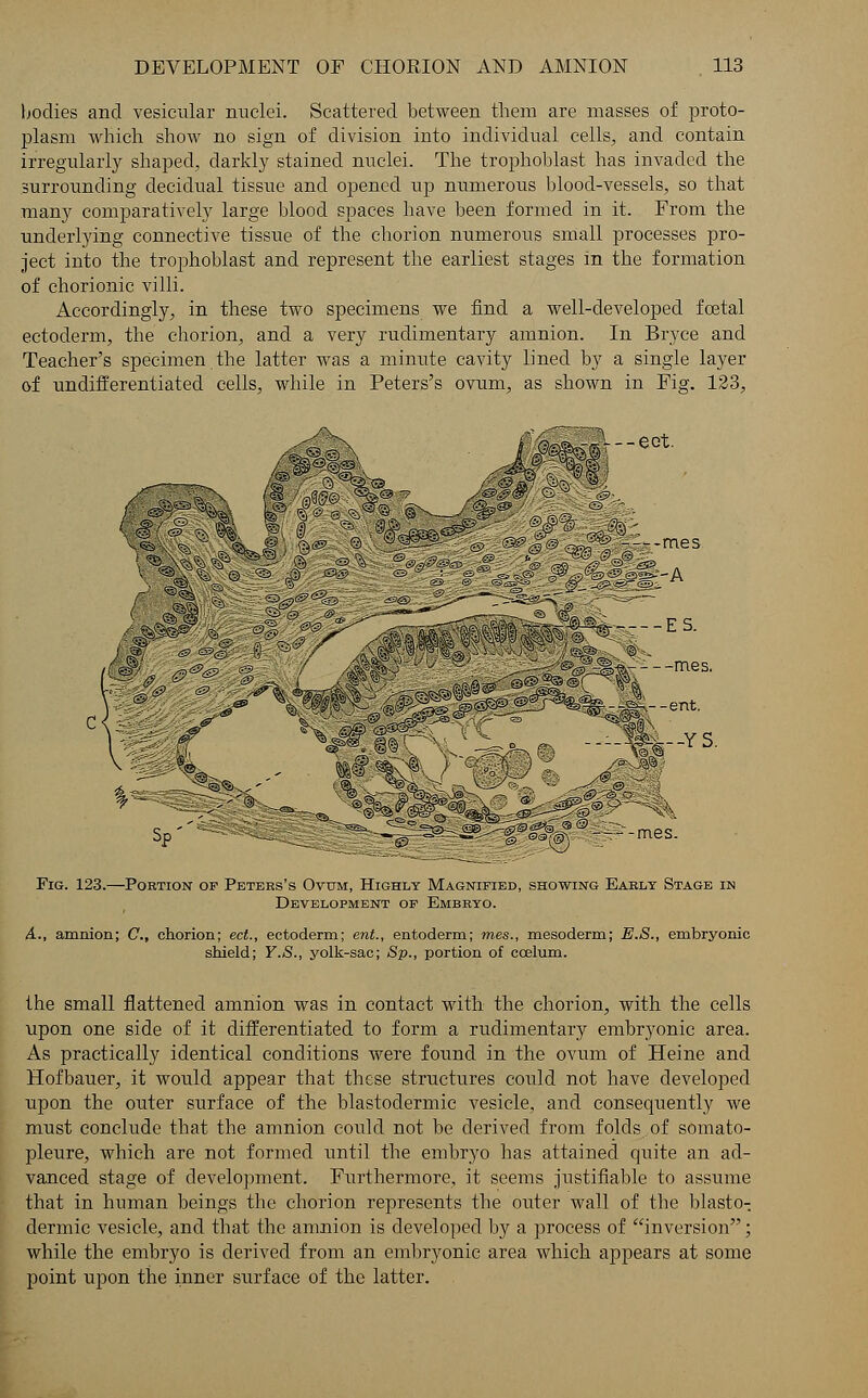 bodies and vesicular nuclei. Scattered between them are masses of proto- plasm which show no sign of division into individual cells, and contain irregularly shaped, darkly stained nuclei. The trophoblast has invaded the surrounding decidual tissue and opened up numerous blood-vessels, so that many comparatively large blood spaces have been formed in it. From the underlying connective tissue of the chorion numerous small processes pro- ject into the trophoblast and represent the earliest stages in the formation of chorionic villi. Accordingly, in these two specimens we find a well-developed foetal ectoderm, the chorion, and a very rudimentary amnion. In Bryce and Teacher's specimen.the latter was a minute cavity lined by a single layer of undifferentiated cells, while in Peter s's ovum, as shown in Fig. 123, • eot. iarA — ES, Fig. 123.—Pobtion of Peters's Ovum, Highly Magnified, showing Eably Stage in Development of Embbyo. A., amnion; C, chorion; ect., ectoderm; ent., entoderm; mes., mesoderm; E.S., embryonic shield; Y.S., yolk-sac; Sp., portion of ccelum. the small flattened amnion was in contact with the chorion, with the cells upon one side of it differentiated to form a rudimentary embryonic area. As practically identical conditions were found in the ovum of Heine and Hofbauer, it would appear that these structures could not have developed upon the outer surface of the blastodermic vesicle, and consequently we must conclude that the amnion could not be derived from folds of somato- pleure, which are not formed until the embryo has attained quite an ad- vanced stage of development. Furthermore, it seems justifiable to assume that in human beings the chorion represents the outer wall of the blasto- dermic vesicle, and that the amnion is developed by a process of inversion; while the embryo is derived from an embryonic area which appears at some point upon the inner surface of the latter.