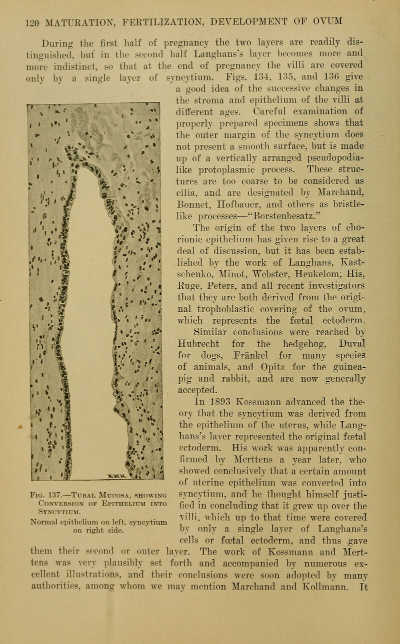 During the first half of pregnancy the two layers are readily dis- tinguished, but in the second half Langhans's layer becomes more and more only indistinct, s< by a single that layer it the end of pregnancy the villi are covered of syncytium. Figs. 134, 135, and 136 give a good idea of the successive changes in the stroma and epithelium of the villi at different ages. Careful examination of properly prepared specimens shows that the outer margin of the syncytium does not present a smooth surface, but is made up of a vertically arranged pseudopodia- like protoplasmic process. These struc- tures are too coarse to be considered as cilia, and are designated by Marchand, Bonnet. Hofbauer, and others as bristle- like processes—Borstenbesatz.' The origin of the two layers of cho- rionic epithelium has given rise to a great deal of discussion, but it has been estab- lished by the work of Langhans, Kast- schenko. Minot, Webster. Heukelom; His, Buge. Peters, and all recent investigators that they are both derived from the origi- nal trophoblastic covering of the ovum, which represents the foetal ectoderm, Similar conclusions were reached by Hubrecht for the hedgehog, Duval for dogs, Frankel for many species of animals, and Opitz for the guinea- pig and rabbit, and are now generally accepted. In 1893 Kossmann advanced the the- ory that the syncytium was derived from the epithelium of the uterus, while Lang- hans's layer represented the original foetal ectoderm. His work was apparently con- firmed by Merttens a year later, who showed conclusively that a certain amount of uterine epithelium was converted into syncytium, and he thought himself justi- fied in concluding that it grew up over the villi, which up to that time were covered by only a single layer of Langhans's cells or foetal ectoderm, and thus gave them their second or outer layer. The work of Kossmann and Mert- tens was very plausibly set forth and accompanied by numerous ex- cellent illustrations, and their conclusions were soon adopted by many authorities, among whom we may mention Marchand and Kollmann. It 1 t %, *<p. t 1 ''' .' % \> ' ' fc % .« ,y< *i %\. ' IT Wk r / , Jr !\~ * '• ''J *'/** «<t ■ *t i > «#? '«.• vi ?■:•• ''.§ t > *;J •' t* it* i., • V ft ». .1 .:.% ;< IN-j Fig. 137.—Tubal Mucosa, showing Conversion of Epithelium into Syncytium. Normal epithelium on left, syncytium on right side.