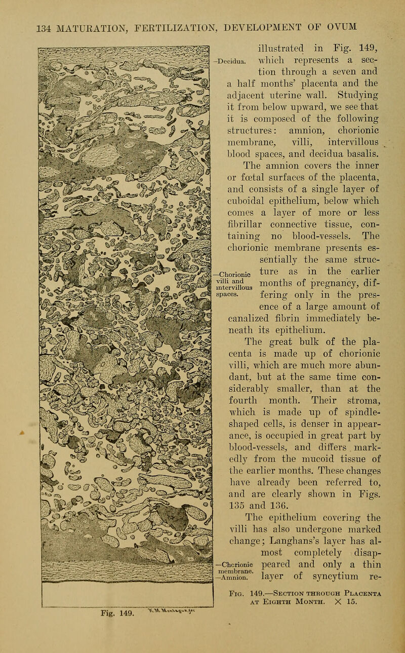 —Chorionic villi and intervillous illustrated in Fig. 149, cidua. which represents a sec- tion through a seven and a half months' placenta and the adjacent uterine wall. Studying it from below upward, we see that it is composed of the following structures: amnion, chorionic membrane, villi, intervillous v blood spaces, and decidua basalis. The amnion covers the inner or foetal surfaces of the placenta, and consists of a single layer of cuboidal epithelium, below which comes a layer of more or less fibrillar connective tissue, con- taining no blood-vessels. The chorionic membrane presents es- sentially the same struc- ture as in the earlier months of pregnancy, dif- fering only in the pres- ence of a large amount of canalized fibrin immediately be- neath its epithelium. The great bulk of the pla- centa is made np of chorionic villi, which are much more abun- dant, but at the same time con- siderably smaller, than at the fourth month. Their stroma, which is made up of spindle- shaped cells, is denser in appear- ance, is occupied in great part by blood-vessels, and differs . mark- edly from the mucoid tissue of the earlier months. These changes have already been referred to, and are clearly shown in Figs. 135 and 136. The epithelium covering the villi has also undergone marked change; Langhans's layer has al- most completely disap- Chcrionio peared and only a thin nembrane. , » ,. Amnion, layer ot syncytium re- Fig. 149.—Section through Placenta at Eighth Month. X 15. Fig. 149.