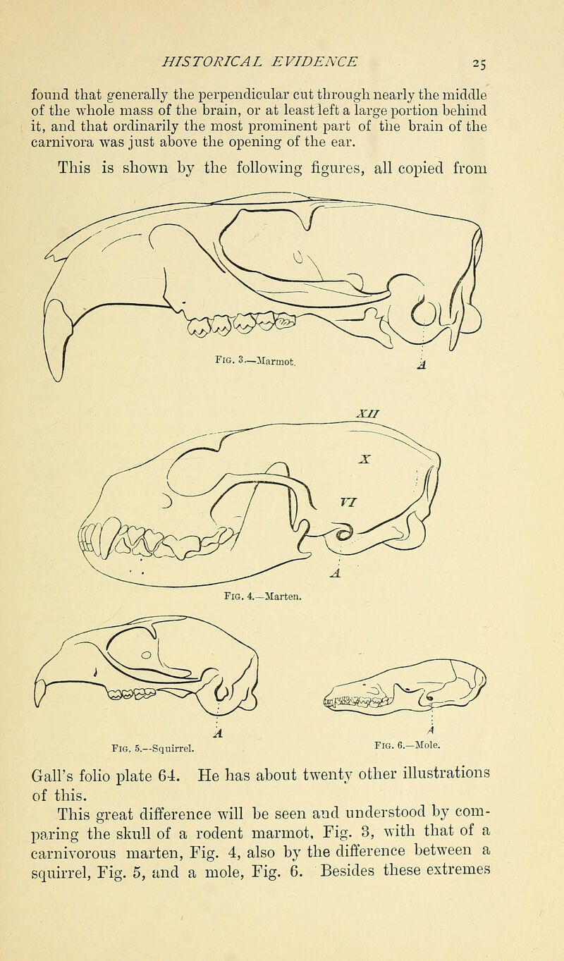 found that generally the perpendicular cut through nearly the middle of the whole mass of the brain, or at least left a large portion behind it, and that ordinarily the most prominent part of the brain of the carnivora was just above the opening of the ear. This is shown by the following figures, all copied from XII Fig. 5.—Squirrel. Fig. 6.—Mole. Gall's folio plate 64. He lias about twenty other illustrations of this. This great difference will be seen and understood by com- paring the skull of a rodent marmot, Fig. 3, with that of a carnivorous marten, Fig. 4, also by the difference between a squirrel, Fig. 5, and a mole, Fig. 6. Besides these extremes