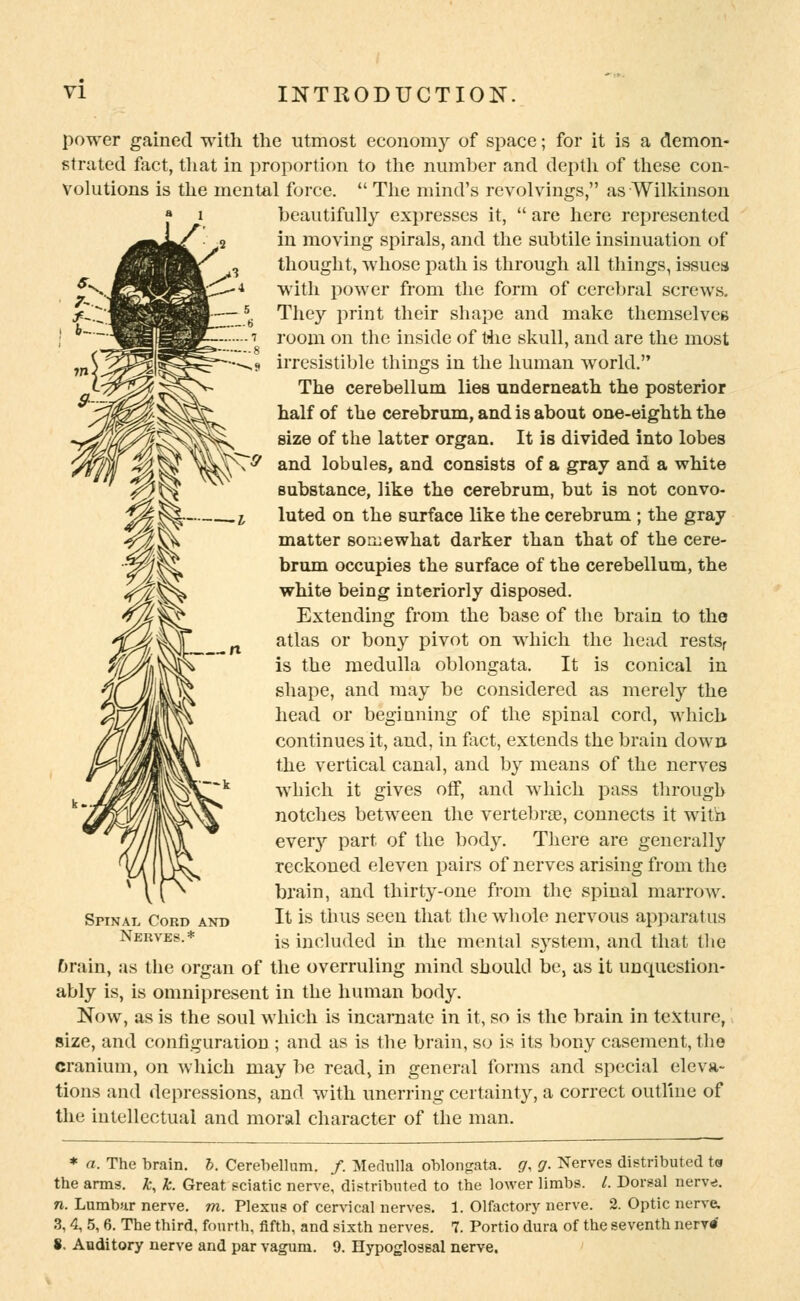 power gained with the utmost economy of space; for it is a demon- strated fact, that in proportion to the number and depth of these con- Volutions is the mental force.  The mind's revolvings, as Wilkinson beautifully expresses it,  are here represented in moving spirals, and the subtile insinuation of thought, whose path is through all things, issues with power from the form of cerebral screws. They print their shape and make themselves room on the inside of the skull, and are the most irresistible things in the human world. The cerebellum lies underneath the posterior half of the cerebrum, and is about one-eighth the size of the latter organ. It is divided into lobes and lobules, and consists of a gray and a white substance, like the cerebrum, but is not convo- luted on the surface like the cerebrum ; the gray matter somewhat darker than that of the cere- brum occupies the surface of the cerebellum, the white being interiorly disposed. Extending from the base of the brain to the atlas or bony pivot on which the head restsf is the medulla oblongata. It is conical in shape, and may be considered as merely the head or beginning of the spinal cord, which continues it, and, in fact, extends the brain down the vertical canal, and by means of the nerves which it gives off, and which pass through notches between the vertebrae, connects it with every part of the body. There are generally reckoned eleven pairs of nerves arising from the brain, and thirty-one from the spinal marrow. It is thus seen that the whole nervous apparatus is included in the mental system, and that the Grain, as the organ of the overruling mind should be, as it unquestion- ably is, is omnipresent in the human body. Now, as is the soul which is incarnate in it, so is the brain in texture, size, and configuration ; and as is the brain, so is its bony casement, the cranium, on which may be read, in general forms and special eleva- tions and depressions, and with unerring certainty, a correct outline of the intellectual and moral character of the man. Spinal Cord and Nerves.* * a. The brain. &. Cerebellum. /. Medulla oblongata, g, g. Nerves distributed ts the arms, k, k. Great sciatic nerve, distributed to the lower limbs. I. Dorsal nerve. n. Lumbar nerve, m. Plexus of cervical nerves. 1. Olfactory nerve. 2. Optic nerve. 3, 4, 5, 8. The third, fourth, fifth, and sixth nerves. 7. Portio dura of the seventh nervrf *. Auditory nerve and par vagum. 9. Hypoglossal nerve.