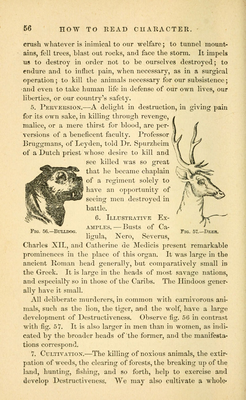 crush whatever is inimical to our welfare; to tunnel mount- ains, fell trees, blast out rocks, and face the storm. It impels us to destroy in order not to be ourselves destroyed; to endure and to inflict pain, when necessary, as in a surgical operation; to kill the animals necessary for our subsistence; and even to take human life in defense of our own lives, our liberties, or our country's safety. 5. Perversion.—A delight in Fig. 56.—Bulldog. 57.—Deer. destruction, in giving pain for its own sake, in killing through revenge, malice, or a mere thirst for blood, are per- versions of a beneficent faculty. Professor Bruggmans, of Leyden, told Dr. Spurzheim of a Dutch priest whose desire to kill and see killed was so great that he became chaplain of a regiment solely to have an opportunity of seeing men destroyed in battle. 6. Illustrative Ex- amples. — Busts of Ca- ligula, Nero, Severus, Charles XII., and Catherine de Medicis present remarkable prominences in the place of this organ. It was large in the ancient Roman head generally, but comparatively small in the Greek. It is large in the heads of most savage nations, and especially so in those of the Caribs. The Hindoos gener- ally have it small. All deliberate murderers, in common with carnivorous ani- mals, such as the lion, the tiger, and the wolf, have a large development of Destructiveness. Observe fig. 56 in contrast with fig. 57. It is also larger in men than in women, as indi- cated by the broader heads of the former, and the manifesta- tions correspond. 7. Cultivation.—The killing of noxious animals, the extir- pation of weeds, the clearing of forests, the breaking up of the land, hunting, fishing, and so forth, help to exercise and develop Destructiveness, We may also cultivate a whole-