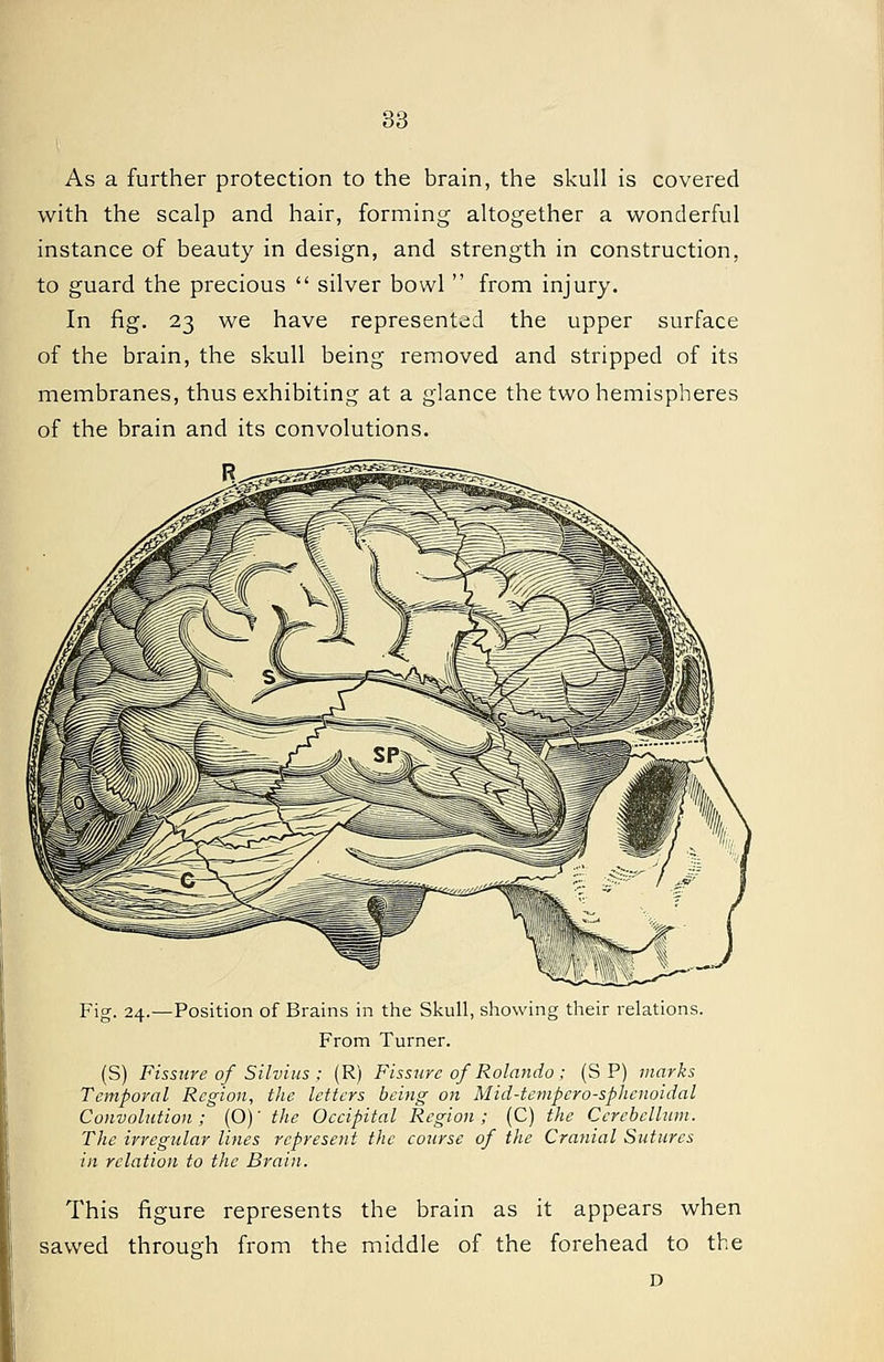 As a further protection to the brain, the skull is covered with the scalp and hair, forming altogether a wonderful instance of beauty in design, and strength in construction, to guard the precious  silver bowl  from injury. In fig. 23 we have represented the upper surface of the brain, the skull being removed and stripped of its membranes, thus exhibiting at a glance the two hemispheres of the brain and its convolutions. Fig. 24.—Position of Brains in the Skull, showing their relations. From Turner. (S) Fissure of Silvius ; (R) Fissure of Rolando ; (S P) marks Temporal Region, the letters being on Mid-tempcro-sphenoidal Convolution; (O)' the Occipital Region; (C) the Cerebellum. The irregular lines represent the course of the Cranial Sutures in relation to the Brain. This figure represents the brain as it appears when sawed through from the middle of the forehead to the