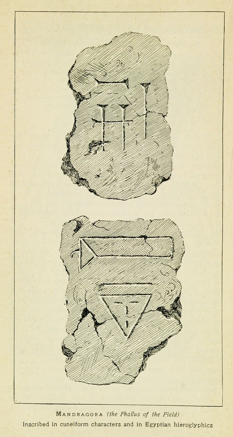 ^fc_ Mandragora (the Phallus of the Field) Inscribed in cuneiform characters and in Egyptian hieroglyphics