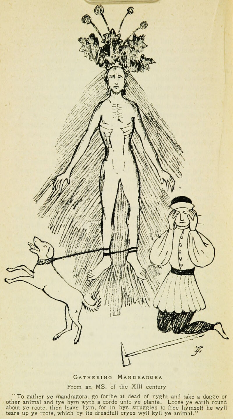 From an MS. of the XIII century To gather ye mandragora, go forthe at dead of nyght and take a dogge or other animal and tye hym wyth a corde unto ye plante. Loose ye earth round about ye roote, then leave hym. for in hys struggles to free hymself he wyll teare up ye roote, which by its dreadful! cryes wyll kyll ye animal.