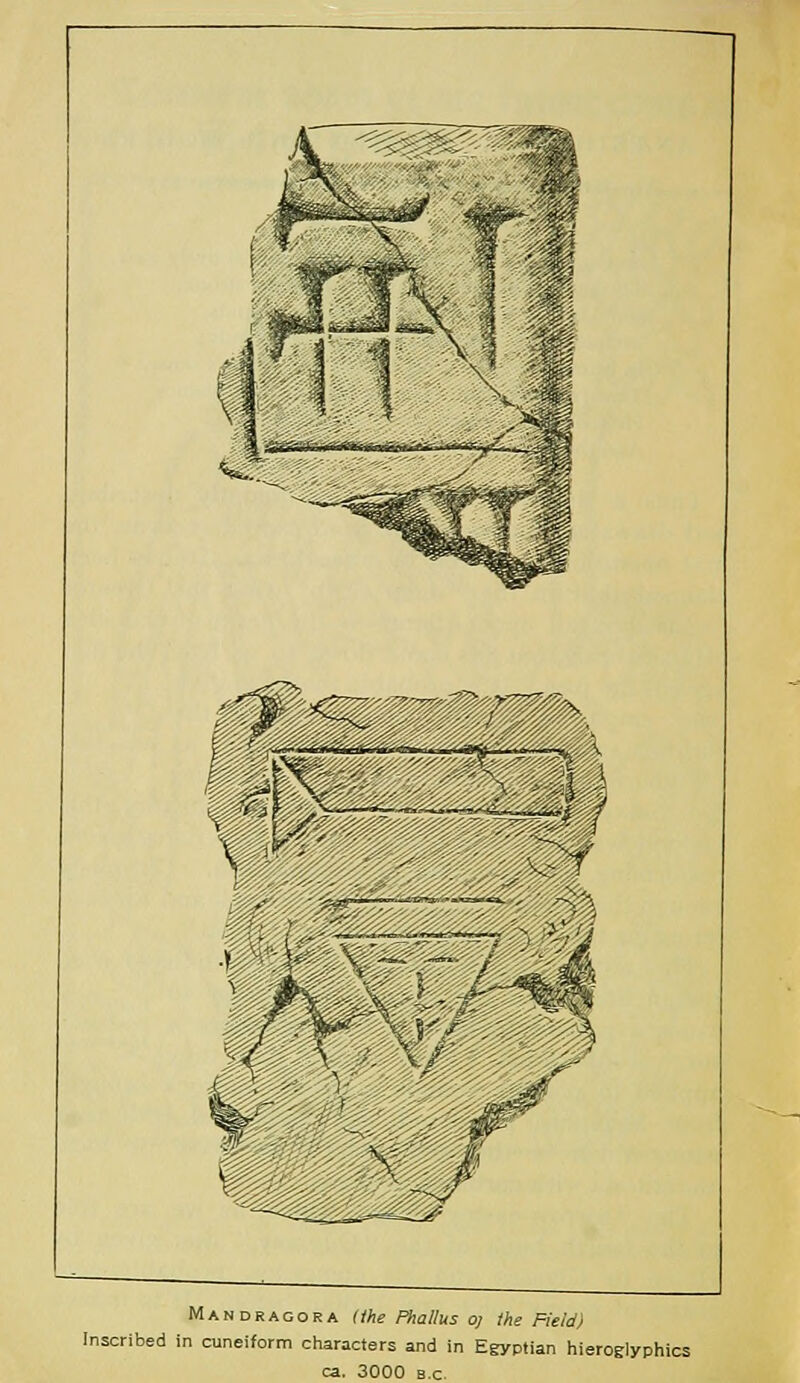 k ^$% C,,f %. Mandragora (the Phallus o; the Field) Inscribed in cuneiform characters and in Egyptian hieroglyphics ca. 3000 B.C.