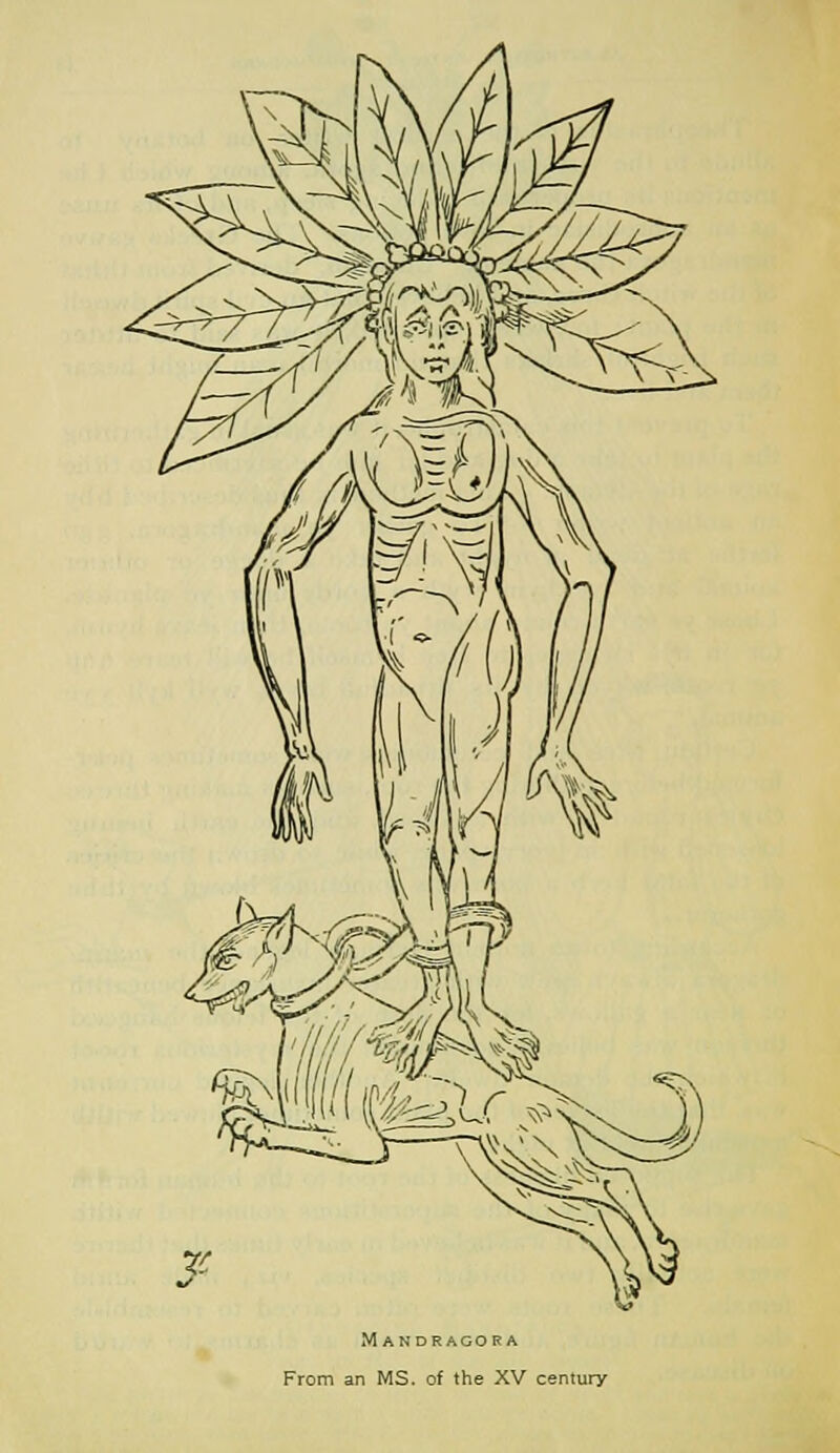 MANDRAGORA