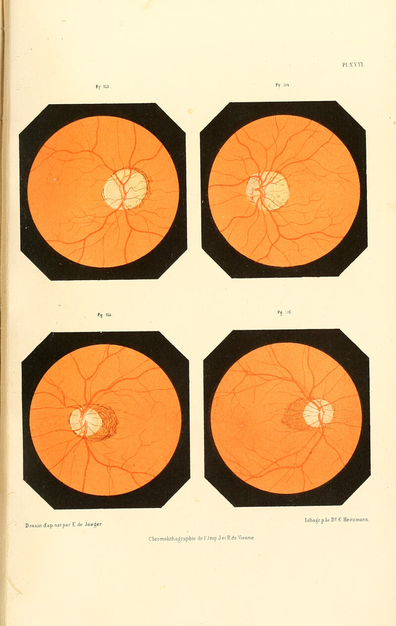 Pl.XXU Dessin d'ap.nat.par E.de JaQger lilhoérple D* C iïeilzmann