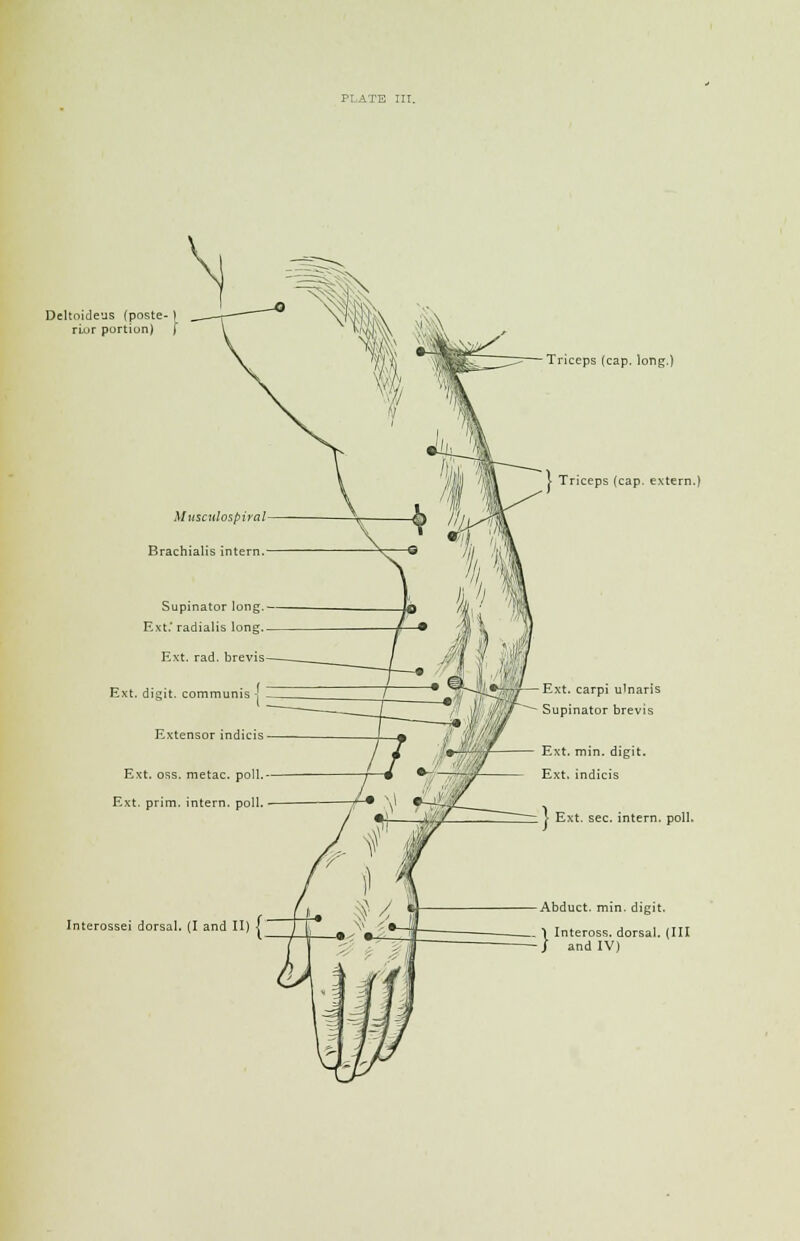 Deltoideus (poste- 1 riur portiun) f Muscu!ospiral Brachialis intern. Supinator long. Ext.' radialis long. Ext. rad. brevis Ext. digit, commun Extensor indicis Ext. oss. metac. poll. Ext. prim, intern, poll. Interossei dorsal. (I and II) j Triceps (cap. long.) iceps (cap. extern.) Ext. carpi ulnaris it '$'I$~~~~~~ Supinator brevis — Ext. min. digit. Ext. indicis \ Ext. sec. intern, poll. Abduct, min. digit. Inteross. dorsal. (Ill and IV)