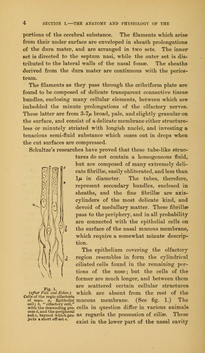 portions of the cerebral substance. The filaments -which arise from their under surface are enveloped in sheath prolongations of the dura mater, and are arranged in two sets. The inner set is directed to the septum nasi, while the outer set is dis- tributed to the lateral walls of the nasal fossae. The sheaths derived from the dura mater are continuous with the perios- teum. The filaments as they pass through the cribriform plate are found to be composed of delicate transparent connective tissue bundles, enclosing many cellular elements, between which are imbedded the minute prolongations of the olfactory nerves. These latter are from 3-7/x broad, pale, and slightly granular on the surface, and consist of a delicate membrane either structure- less or minutely striated with longish nuclei, and investing a tenacious semi-fluid substance which oozes out in drops when the cut surfaces are compressed. Schultze's researches have proved that these tube-like struc- tures do not contain a homogeneous fluid, but are composed of many extremely deli- cate fibrillar, easily obliterated, and less than 1/x. in diameter. The tubes, therefore, represent secondary bundles, enclosed in sheaths, and the fine fibrillse are axis- cylinders of the most delicate kind, and devoid of medullary matter. These fibrilla? pass to the periphery, and in all probability are connected with the epithelial cells on the surface of the nasal mucous membrane, which require a somewhat minute descrip- tion. The epithelium covering the olfactory region resembles in form the cylindrical ciliated cells found in the remaining por- tions of the nose; but the cells of the but the cells , and between them are scattered certain cellular structures which are absent from the rest of the former are much longer Fig. 1. (after Fick and Ecker.) Cells of the regio olfactoria of man. a, Epithelial mucous membrane. (See fig. 1.) lhe cell; b, olfactory cell, . ... „ . . , with the descending pro- cells m question dmer in various animals cess d, and the peripheral , ., . « .,. m, rode, beyond which pro-as regards the possession oi cilise. lhese jects a short off-set e. . , . ,, , » ,, n .,