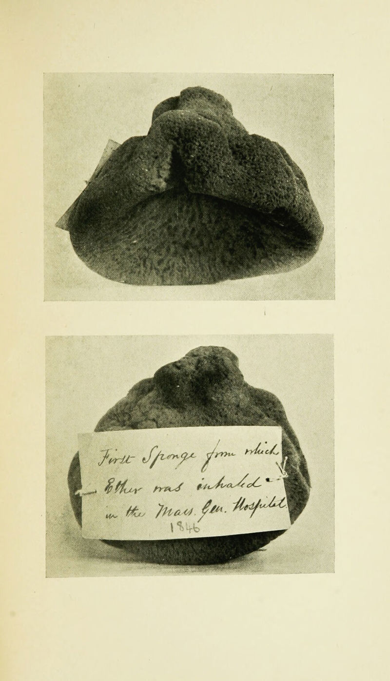 ^ fa, }h*A4-./*• H^