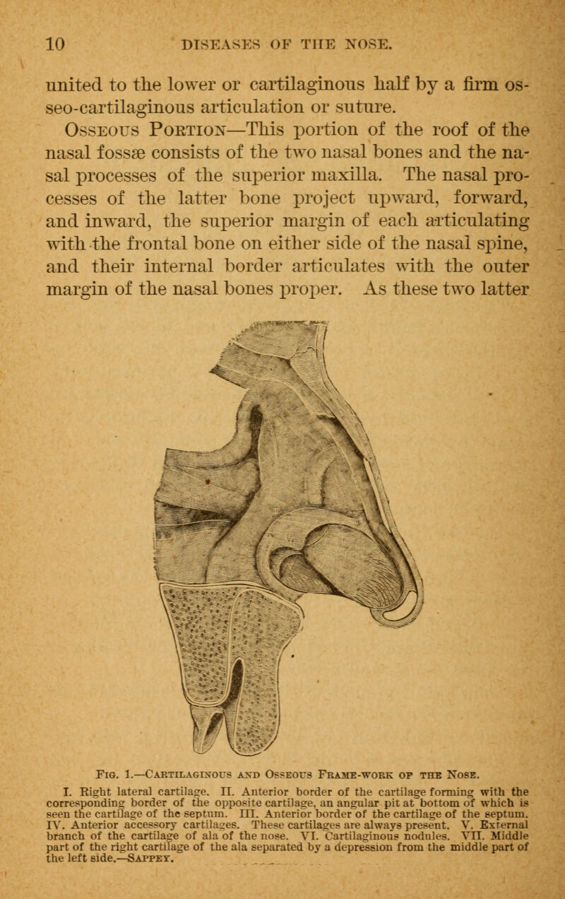 united to the lower or cartilaginous half by a firm os- seocartilaginous articulation or suture. Osseous Portion—This portion of the roof of the nasal fossae consists of the two nasal bones and the na- sal processes of the superior maxilla. The nasal pro- cesses of the latter bone project upward, forward, and inward, the superior margin of each articulating with the frontal bone on either side of the nasal spine, and their internal border articulates with the outer margin of the nasal bones proper. As these two latter Fig. 1.—Cartilaginous and Osseous Frame-work op the Nose. I. Eight lateral cartilage. IT. Anterior border of the cartilage forming with the corresponding border of the opposite cartilage, an angular pit at bottom of which is seen the cartilage of the septum. III. Anterior border of the cartilage of the septum. IV. Anterior accessory cartilages. These cartilages are always present. V. External branch of the cartilage of ala of the nose. VI. Cartilaginous nodules. VII. Middle part of the right cartilage of the ala separated by a depression from the middle part of the left side.—SAPPET.