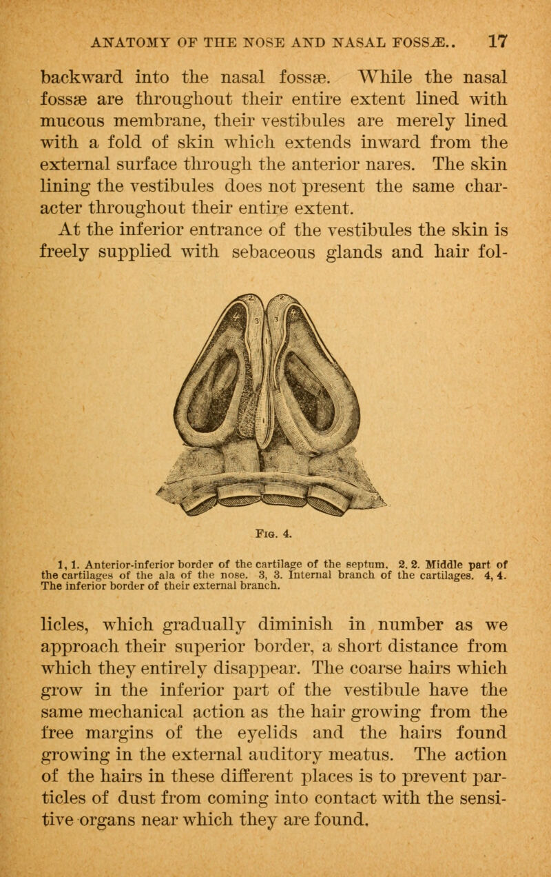 backward into the nasal fossae. While the nasal fossas are throughout their entire extent lined with mucous membrane, their vestibules are merely lined with a fold of skin which extends inward from the external surface through the anterior nares. The skin lining the vestibules does not present the same char- acter throughout their entire extent. At the inferior entrance of the vestibules the skin is freely supplied with sebaceous glands and hair fol- Fig. 4. 1, 1. Anterior-inferior border of the cartilage of the septum. 2. 2. Middle part of the cartilages of the ala of the nose. 3, 3. Internal branch of the cartilages. 4,4. The inferior border of their external branch. licles, which gradually diminish in number as we approach their superior border, a short distance from which they entirely disappear. The coarse hairs which grow in the inferior part of the vestibule have the same mechanical action as the hair growing from the free margins of the eyelids and the hairs found growing in the external auditory meatus. The action of the hairs in these different places is to prevent par- ticles of dust from coming into contact with the sensi- tive organs near which they are found.