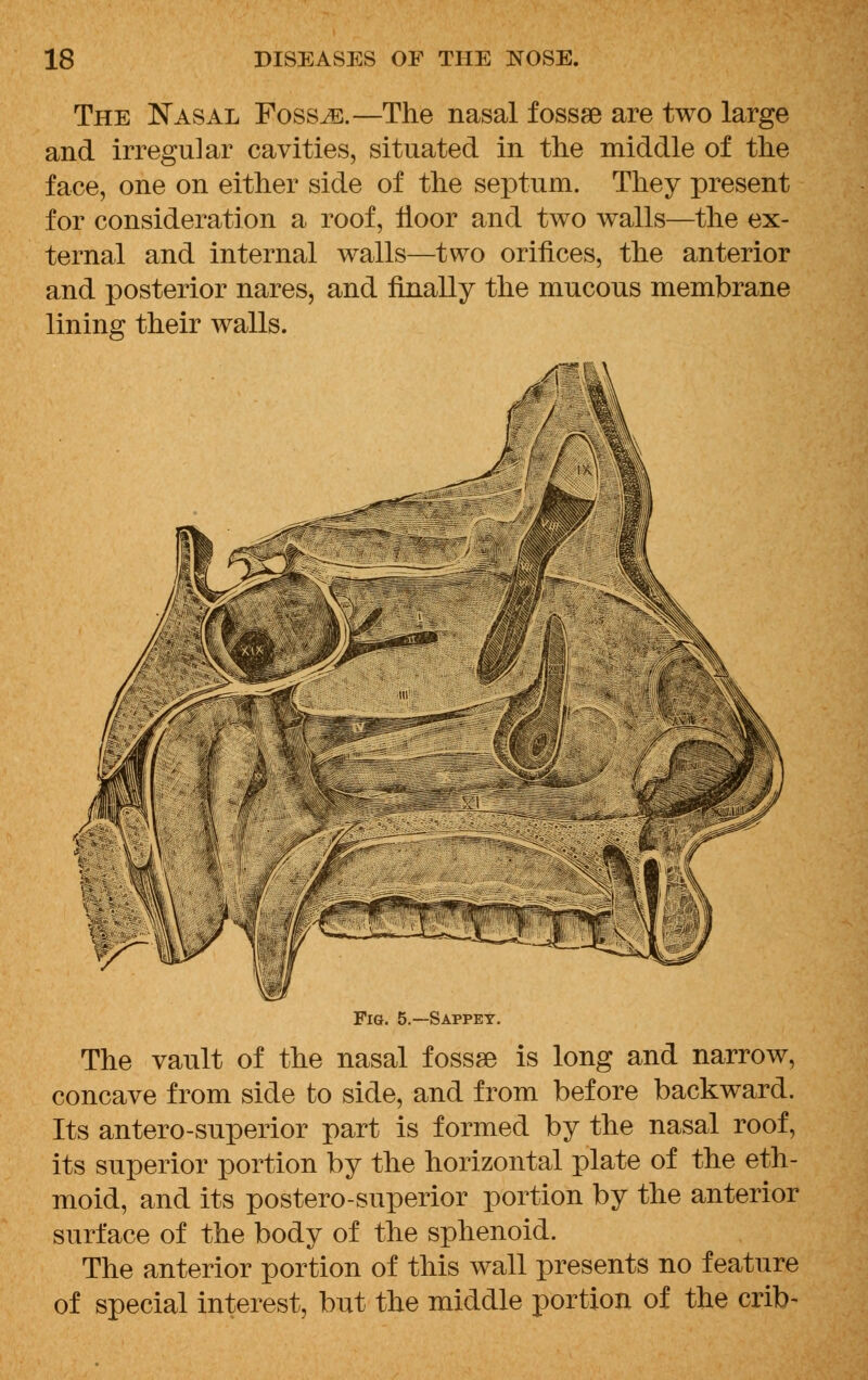 The Nasal Fossae.—The nasal fossae are two large and irregular cavities, situated in the middle of the face, one on either side of the septum. They present for consideration a roof, floor and two walls—the ex- ternal and internal walls—two orifices, the anterior and posterior nares, and finally the mucous membrane lining their walls. Fig. 5.—Sappey. The vault of the nasal fossse is long and narrow, concave from side to side, and from before backward. Its antero-superior part is formed by the nasal roof, its superior portion by the horizontal plate of the eth- moid, and its postero-superior portion by the anterior surface of the body of the sphenoid. The anterior portion of this wall presents no feature of special interest, but the middle portion of the crib-