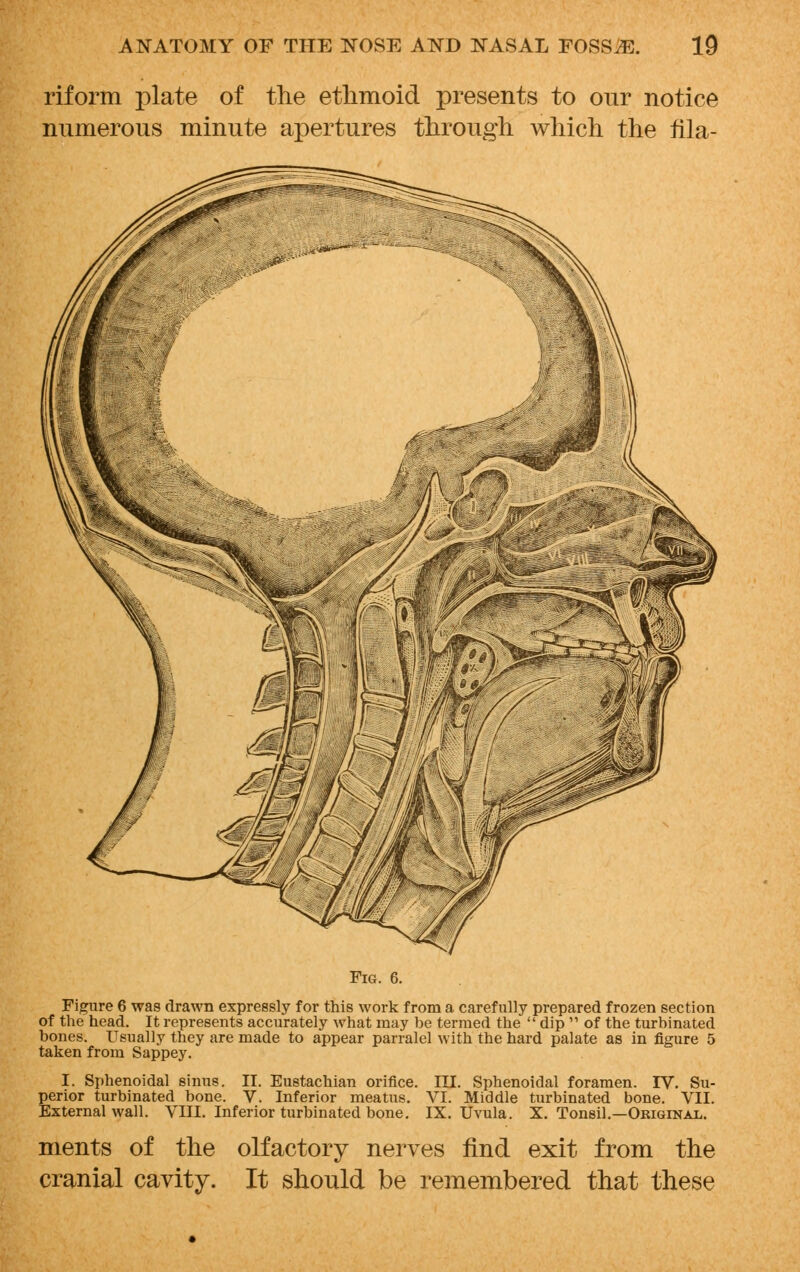 riform plate of the ethmoid presents to our notice numerous minute apertures through which the fila- Fig. 6. Figure 6 was drawn expressly for this work from a carefully prepared frozen section of the head. It represents accurately what may be termed the  dip  of the turbinated bones. Usually they are made to appear parralel with the hard palate as in figure 5 taken from Sappey. I. Sphenoidal sinus. II. Eustachian orifice. III. Sphenoidal foramen. IV. Su- perior turbinated bone. V. Inferior meatus. VI. Middle turbinated bone. VII. External wall. VIII. Inferior turbinated bone. IX. Uvula. X. Tonsil.—Original. ments of the olfactory nerves find exit from the cranial cavity. It should be remembered that these