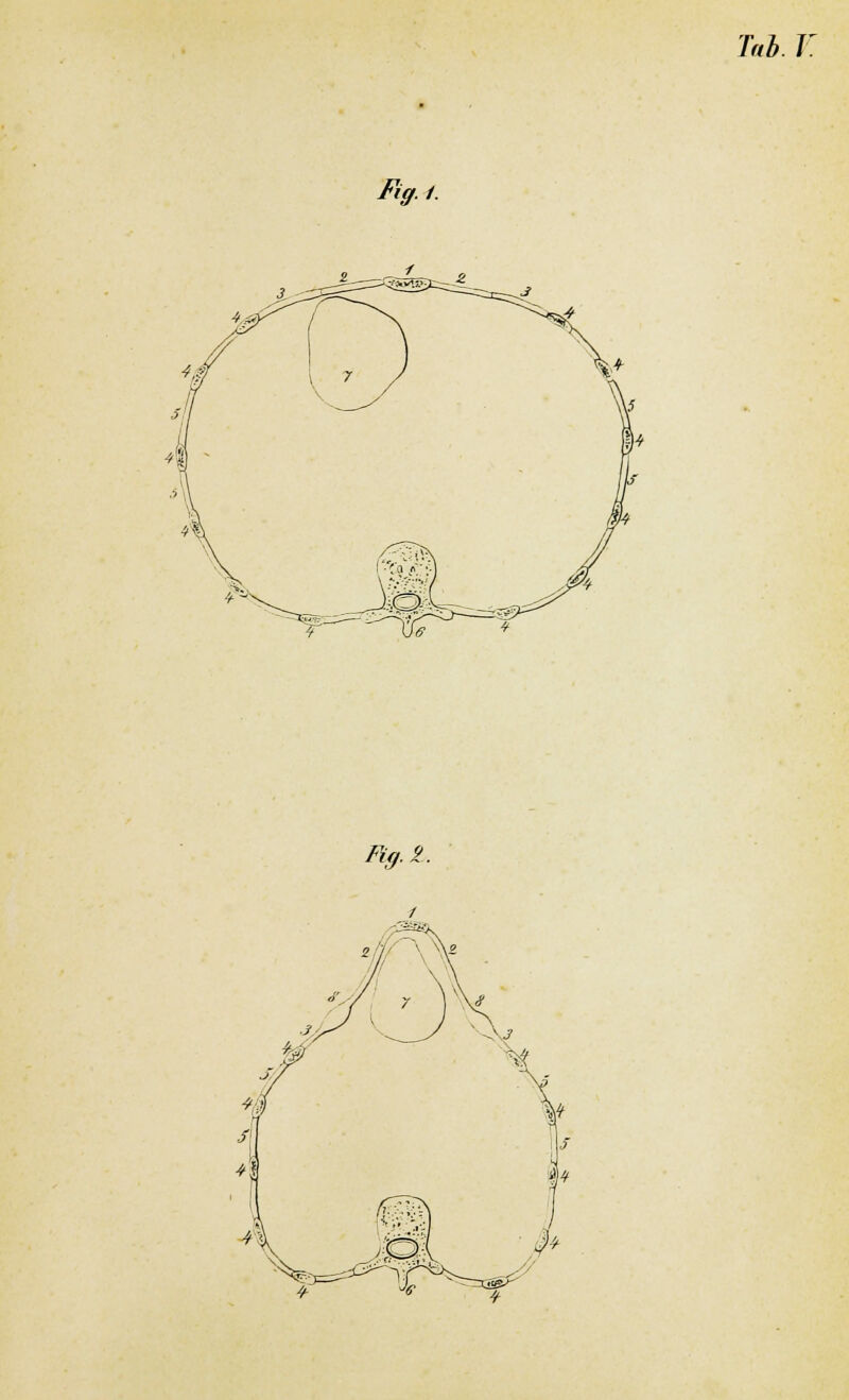 Tab. V. Ftff.f. Fig. 2.