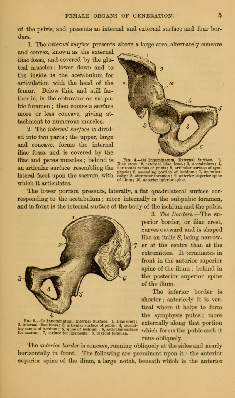 of the pelvis, and presents an internal and external surface and four bor- ders. 1. The external surface presents above a large area, alternately concave and convex,'known as the external iliac fossa, and covered by the glu- teal muscles ; lower down and to the inside is the acetabulum for articulation with the head of the femur. Below this, and still far- ther in, is the obturator or subpu- bic foramen ; then comes a surface more or less concave, giving at- tachment to numerous muscles. 2. The internal surface is divid- ed into two parts ; the upper, large and concave, forms the internal iliac fossa and is covered by the iliac and psoas mUSCleS ; behind is Fio. 4.—Os Innominatum, External Surface. «_-.,« Iliac crest; 2, external iliac fossa; 3, acetabulum ; 4, an articular Surface resembhng the horizontal ramus of pubis; 5, articular surface of sym- physis ; 6, ascending portion of ischium ; 7, its tuber- lateral facet Upon the Sacrum, With osity; 8, obturator foramen; 9, anterior superior spine ... of ilium; 10, anterior inferior spine. which it articulates. The lower portion presents, laterally, a flat quadrilateral surface cor- responding to the acetabulum ; more internally is the subpubic foramen, and in front is the internal surface of the body of the ischium and the pubis. 3. T)ie Border*.—The su- perior border, or iliac crest, curves outward and is shaped like an italic S, being narrow- er at the centre than at the extremities. It terminates in front in the anterior superior spine of the ilium ; behind in the posterior superior spine of the ilium. The inferior border is shorter ; anteriorly it i tical where it helps to form the symphysis pubis ; more externally along that portion ingramuH of ischium; 5. spirit? of ischium ; *i, articular surface mlllAri fnrnw tlio l nil n'e -lr.-li it for wnn; 7. nrteoa r.,r Ugamanfti ; 8, thyroid toraman. WDM D U ,ms tlR lmhu dU n a runs obliquely. The anterior border is concave, running obliquely at the sides and nearly horizontally in front. The following are prominent upon it : the anterior superior spine of the ilium, a large notch, beneath which is the anterior Fio. 5.—Or Innominatum. Internal Surface. 1, Iliac crest