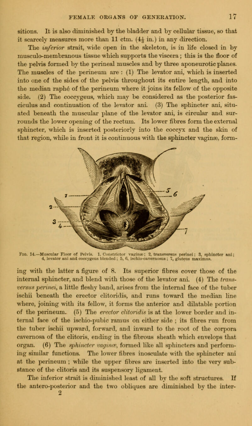 sitions. It is also diminished by the bladder and by cellular tissue, so that it scarcely measures more than 11 ctm. (4^ in.) in any direction. The inferior strait, wide open in the skeleton, is in life closed in by musculo-membranous tissue which supports the viscera ; this is the floor of the pelvis formed by the perineal muscles and by three aponeurotic planes. The muscles of the perineum are : (1) The levator ani, which is inserted into one of the sides of the pelvis throughout its entire length, and into the median raphe of the perineum where it joins its fellow of the opposite side. (2) The coccygeus, which may be considered as the posterior fas- ciculus and continuation of the levator ani. (3) The sphincter ani, situ- ated beneath the muscular plane of the levator ani, is circular and sur- rounds the lower opening of the rectum. Its lower fibres form the external sphincter, which is inserted posteriorly into the coccyx and the skin of that region, while in front it is continuous with the sphincter vaginae. form- Fir,. 14.— Muscular Floor of Pelvis. 1. Constrictor vagina-: 2, transverais perinoi: 3, sphincter ani; 4, levator ani and coccygeus blended ; 5, »», ischio-cavernosus ; 7, glutens maximus. ing with the latter a figure of 8. Its superior fibres cover those of the internal sphincter, and blend with those of the levator ani. (4) The trans- versus perinei, a little fleshy band, arises from the internal face of the tuber ischii beneath the erector ditoridis, and runs toward the median line where, joining with its fellow, it forms the anterior and dilatable portion of the perineum. (6) The erector clitoridis is at the lower border and in- ternal lace of the ischio-pubie ramus on either side ; its fibres run from the tuber ischii upward, forward, and inward to the root of the corpora cavernosa of the clitoris, ending in the librous sheath which envelops that organ. (6) The sphincter vaginas, formed like all sphincters and perform- ing similar functions. The lower fibre! inosculate with the Sphincter ani at the perineum ; While the Upper fibres arc inserted into the very sub- stance of the clitoris and its suspensory ligament The inferior strait is diminished hast of all by the soft structures. If the anteroposterior and the two obliques are diminished by the inter- im