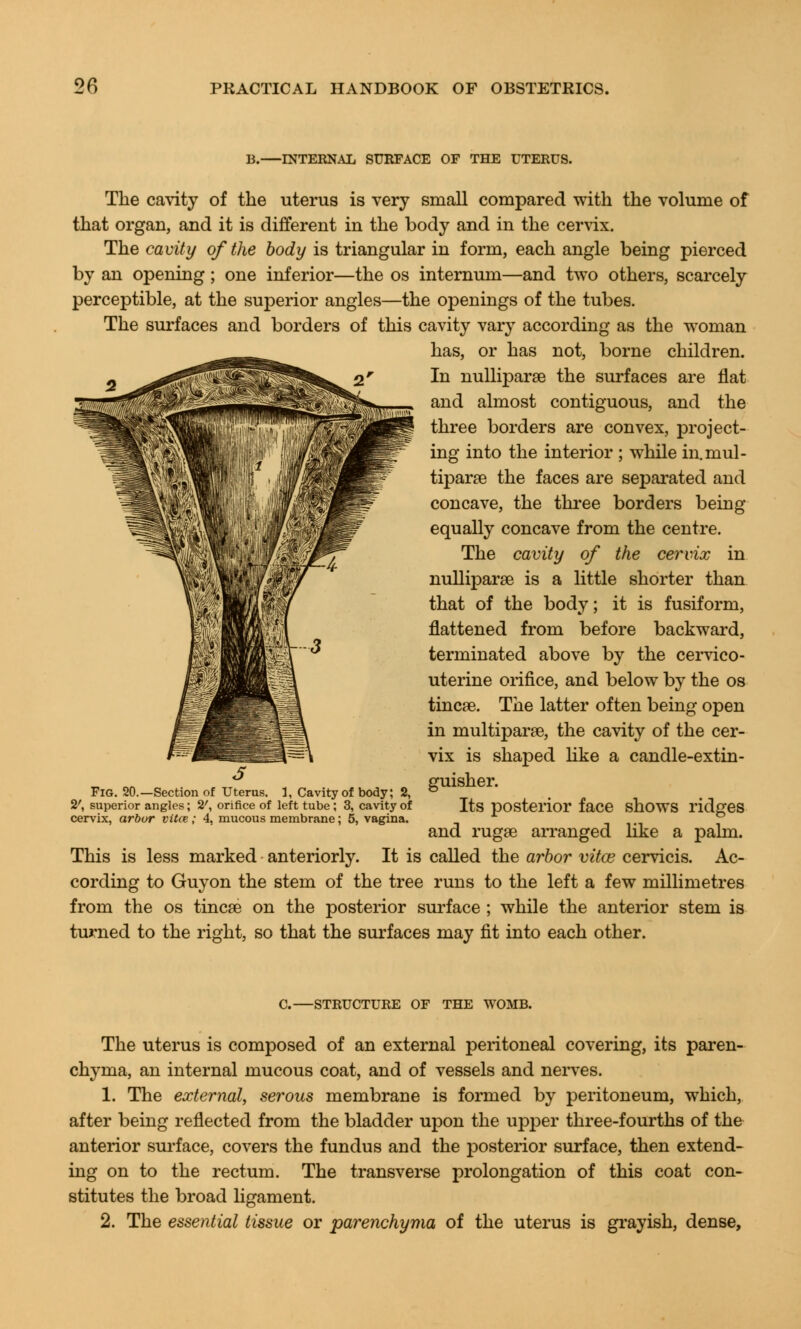 B. INTERNAL SURFACE OF THE UTERUS. The cavity of the uterus is very small compared with the volume of that organ, and it is different in the body and in the cervix. The cavity of the body is triangular in form, each angle being pierced by an opening ; one inferior—the os internum—and two others, scarcely perceptible, at the superior angles—the openings of the tubes. The surfaces and borders of this cavity vary according as the woman has, or has not, borne children. In nulliparae the surfaces are flat and almost contiguous, and the three borders are convex, project- ing into the interior ; while in.mul- tipara the faces are separated and concave, the three borders being equally concave from the centre. The cavity of the cervix in nulliparae is a little shorter than that of the body; it is fusiform, flattened from before backward, terminated above by the cervico- uterine orifice, and below by the os tincae. The latter often being open in multipara, the cavity of the cer- vix is shaped like a candle-extin- guisher. Its posterior face shows ridges and rugae arranged like a palm. This is less marked anteriorly. It is called the arbor vitce cervicis. Ac- cording to Guyon the stem of the tree runs to the left a few millimetres from the os tincae on the posterior surface ; while the anterior stem is turned to the right, so that the surfaces may fit into each other. Fig. 20.—Section of Uterus. 1, Cavity of body 2', superior angles; 2', orifice of left tube; 3, cavity of cervix, arbor vitce; 4, mucous membrane; 5, vagina. C. STRUCTURE OF THE WOMB. The uterus is composed of an external peritoneal covering, its paren- chyma, an internal mucous coat, and of vessels and nerves. 1. The external, serous membrane is formed by peritoneum, which, after being reflected from the bladder upon the upper three-fourths of the anterior surface, covers the fundus and the posterior surface, then extend- ing on to the rectum. The transverse prolongation of this coat con- stitutes the broad ligament. 2. The essential tissue or parenchyma of the uterus is grayish, dense,