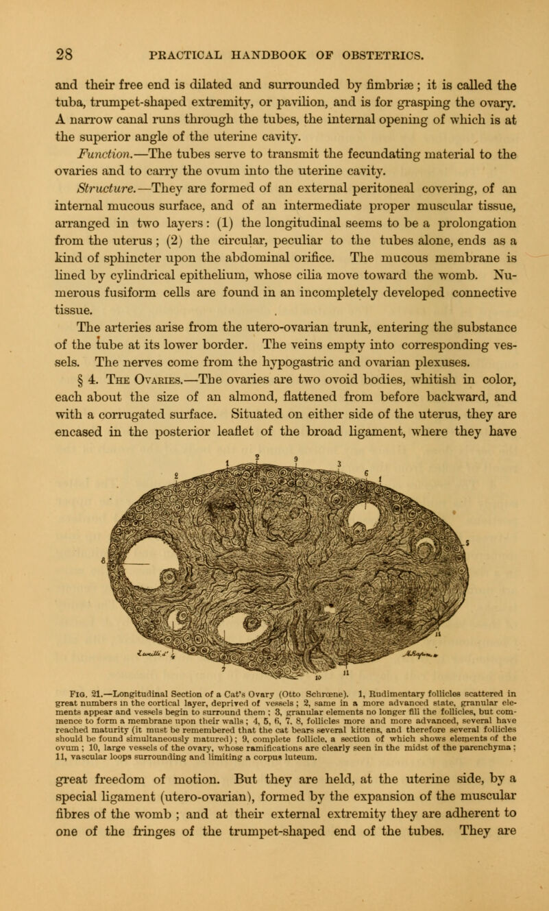 and their free end is dilated and surrounded by fimbriae ; it is called the tuba, trumpet-shaped extremity, or pavilion, and is for grasping the ovary. A narrow canal runs through the tubes, the internal opening of which is at the superior angle of the uterine cavity. Function.—The tubes serve to transmit the fecundating material to the ovaries and to carry the ovum into the uterine cavity. Structure.—They are formed of an external peritoneal covering, of an internal mucous surface, and of an intermediate proper muscular tissue, arranged in two layers: (1) the longitudinal seems to be a prolongation from the uterus; (2) the circular, peculiar to the tubes alone, ends as a kind of sphincter upon the abdominal orifice. The mucous membrane is lined by cylindrical epithelium, whose cilia move toward the womb. Nu- merous fusiform cells are found in an incompletely developed connective tissue. The arteries arise from the utero-ovarian trunk, entering the substance of the tube at its lower border. The veins empty into corresponding ves- sels. The nerves come from the hypogastric and ovarian plexuses. § 4. The Ovaries.—The ovaries are two ovoid bodies, whitish in color, each about the size of an almond, flattened from before backward, and with a corrugated surface. Situated on either side of the uterus, they are encased in the posterior leaflet of the broad ligament, where they have Fig. SL—Longitudinal Section of a Cat's Ovary (Otto Schrcene). 1, Rudimentary follicles scattered in great numbers in the cortical layer, deprived of vessels ; 2, same in a more advanced state, granular ele- ments appear and vessels begin to surround them ; 3, granular elements no longer fill the follicles, but com- mence to form a membrane upon their walls ; 1. 5, H, 7. 8, follicles more and more advanced, several have reached maturity (it must be remembered that the cat bears several kittens, and therefore several follicles should be found simultaneously matured); 9, complete follicle, a section of which shows elements of the ovum ; 10, large vessels of the ovary, whose ramifications are clearly seen in the midst of the parenchyma : 11, vascular loops surrounding and limiting a corpus luteum. great freedom of motion. But they are held, at the uterine side, by a special ligament (utero-ovarian), formed by the expansion of the muscular fibres of the womb ; and at their external extremity they are adherent to one of the fringes of the trumpet-shaped end of the tubes. They are