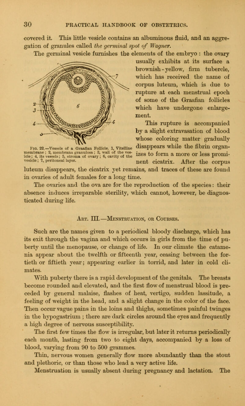 covered it. This little vesicle contains an albuminous fluid, and an aggre- gation of granules called the germinal spot of Wagner. The germinal vesicle furnishes the elements of the embryo : the ovary usually exhibits at its surface a brownish - yellow, firm tubercle, which has received the name of corpus luteum, which is due to rupture at each menstrual epoch of some of the Graafian follicles which have undergone enlarge- ment. This rupture is accompanied by a slight extravasation of blood whose coloring matter gradually a Graafian Follicle, i, vitelline disappears while the fibrin organ- 2, membrana granulosa; 3, wall of the ves- • p |0 fnrm a morp nr 1p<5<? nvorni- easels; 5, stroma of ovary; 6, cavity of the 1Zeb IO IOrm a more O* leSS piOmi nent cicatrix. After the corpus luteum disappears, the cicatrix yet remains, and traces of these are found in ovaries of adult females for a long time. The ovaries and the ova are for the reproduction of the species: their absence induces irreparable sterility, which cannot, however, be diagnos- ticated during life. membrane icle; 4, its vessels vesicle; 7, peritoneal layer, Art. EH.—Menstruation, or Courses. Such are the names given to a periodical bloody discharge, which has its exit through the vagina and which occurs in girls from the time of pu- berty until the menopause, or change of life. In our climate the catame- nia appear about the twelfth or fifteenth year, ceasing between the for- tieth or fiftieth year; appearing earlier in torrid, and later in cold cli- mates. With puberty there is a rapid development of the genitals. The breasts become rounded and elevated, and the first flow of menstrual blood is pre- ceded by general malaise, flashes of heat, vertigo, sudden lassitude, a feeling of weight in the head, and a slight change in the color of the face. Then occur vague pains in the loins and thighs, sometimes painful twinges in the hypogastrium ; there are dark circles around the eyes and frequently a high degree of nervous susceptibility. The first few times the flow is irregular, but later it returns periodically each month, lasting from two to eight days, accompanied by a loss of blood, varying from 90 to 500 grammes. Thin, nervous women generally flow more abundantly than the stout and plethoric, or than those who lead a very active life. Menstruation is usually absent during pregnancy and lactation. The
