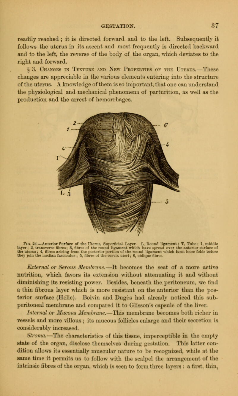 readily reached ; it is directed forward and to the left. Subsequently it follows the uterus in its ascent and most frequently is directed backward and to the left, the reverse of the body of the organ, which deviates to the right and forward. § 3. Changes in Texture and New Properties of the Uterus.—These changes are appreciable in the various elements entering into the structure of the uterus. A knowledge of them is so important, that one can understand the physiological and mechanical phenomena of parturition, as well as the production and the arrest of hemorrhages. Fio. 24.—Anterior Surface of the Uterus, Superficial Layer. L, Round ligament: T, Tube; 1, middle layer; 2, transverse fibres; 3, fibres of the round ligament which have Bpmad <>ver the anterior surface of the uterus; 4, fibres arising from the posterior portion of the round ligament which form loose folds before they join the median fasciculus ; 5, fibres of the cervix uteri; % oblique fibres. External or Serous Membrane.—It becomes the seat of a more active nutrition, which favors its extension without attenuating it and without diminishing its resisting power. Besides, beneath the peritoneum, we find a thin fibrous layer which is more resistant on the anterior than the pos- terior surface (Helie). Boivin and Doges had already noticed this sub- peritoneal membrane and compared it to Ghsson's capsule ol the liver. Internal or Mucous Membrane.—This membrane becomes both richer in vessels and more villous ; its mucous follicles enlarge and their secretion is considerably increased. Stroma.—The characteristics of this tissue, imp rceptible in the empty state of the organ, disclose themselves during gestation. This latter con- dition allows its essentially muscular nature to !><• recognised, while at the same time it permits us to follow with the Scalpel the arrangement o\ the intrinsic fibres of the organ, which is seen to form three layers : a first, thin,