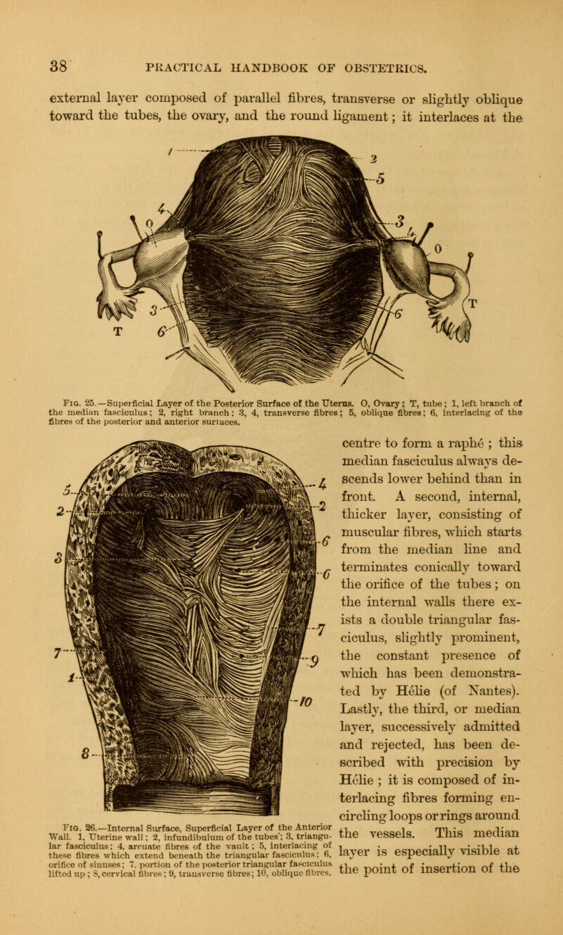 external layer composed of parallel fibres, transverse or slightly oblique toward the tubes, the ovary, and the round ligament; it interlaces at the Fig. 25.—Superficial Layer of the Posterior Surface of the Uterus. O, Ovary ; T, tube; 1, left branch of the median fasciculus; 2, right branch; 3, 4, transverse fibres; 5, oblique fibres; 6, interlacing of the fibres of the posterior and anterior sun aces. centre to form a raphe ; this median fasciculus always de- scends lower behind than in front. A second, internal, thicker layer, consisting of muscular fibres, which starts from the median line and terminates conically toward the orifice of the tubes; on the internal walls there ex- ists a double triangular fas- ciculus, slightly prominent, the constant presence of which has been demonstra- ted by Helie (of Nantes). Lastly, the third, or median layer, successively admitted and rejected, has been de- scribed with precision by Helie ; it is composed of in- terlacing fibres forming en- circling loops or rings around Fig. 26.—Internal Surface, Superficial Layer of the Anterior ,, „„nr,in mi- ™„/KOY. Wall. 1, Uterine wall: 2. infundibulum of the tubes'; 3. triangu- tne veSSeiS. ±1118 median lar fasciculus; 4. arcuate fibres of the vault; 5, interlacing of • • .„„. •„!],. iric-ilVIo of these fibres which extend beneath the triangular fasciculus; fi. 1<VS ei IS especially Vlbiuie au orifice of sinuses: 7. portion of the posterior triangular fasciculus ,, »**;«* nf inaprHnn nf the lifted up ;S, cervical fibres ;<♦, transverse fibres; 10, oblique fibres, tlie pOlllt 01 inseilion OI Tlie