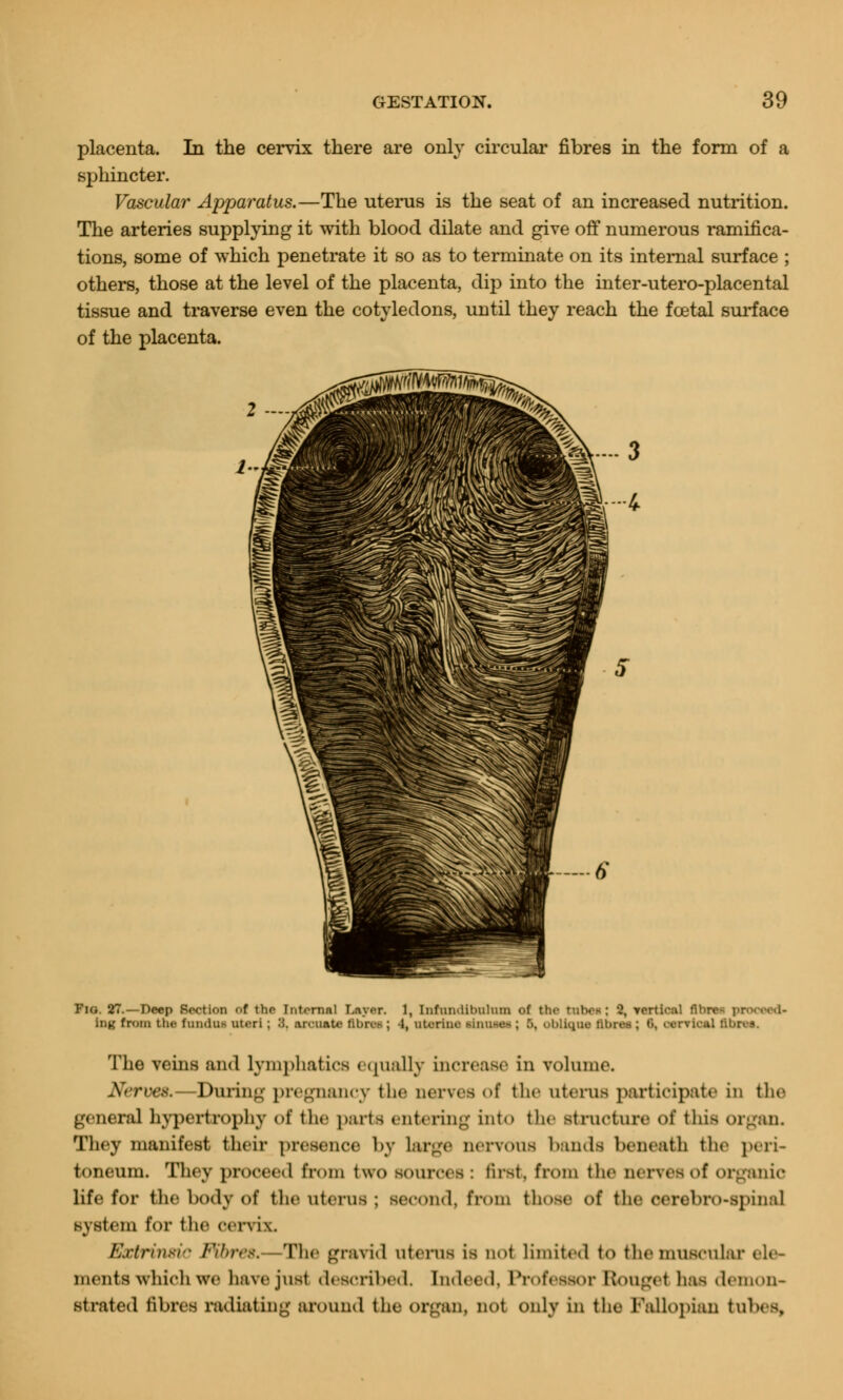 placenta. In the cervix there are only circular fibres in the form of a sphincter. Vascular Apparatus.—The uterus is the seat of an increased nutrition. The arteries supplying it with blood dilate and give off numerous ramifica- tions, some of which penetrate it so as to terminate on its internal surface ; others, those at the level of the placenta, dip into the inter-utero-placental tissue and traverse even the cotyledons, until they reach the foetal surface of the placenta. Fig. 27.—Deep Section <>f the Internal Lnyor. 1, Infuinlibuhun of the mhos : 2, Yortio:il fibro- ]>n>.- 1- intf from the fundus uteri ; .'S. Annate tiling ; 1, uterine Mini>e~ ; .'.. obllqtM rvu-.il libres. The veins and lymphatics equally increase in volume. Nerves.—During pregnancy the nerves of the uterus participate in the general hypertrophy of the parte entering into the structure of this organ. They manifest their presence by large nervous bands beneath the peri- toneum. They proceed from two sources : first, from the nerves of organic life for (he body of the uterus ; second, from tlm-^c of the cerebrospinal system for the cervix. Extrinsi-- Fibres, The gravid Uterus is not limited to the muscular ele- ments which we have just described. Indeed. Professor EtoUgel has demon- strated fibres radiating around the organ, not only in the Fallopian tubes,