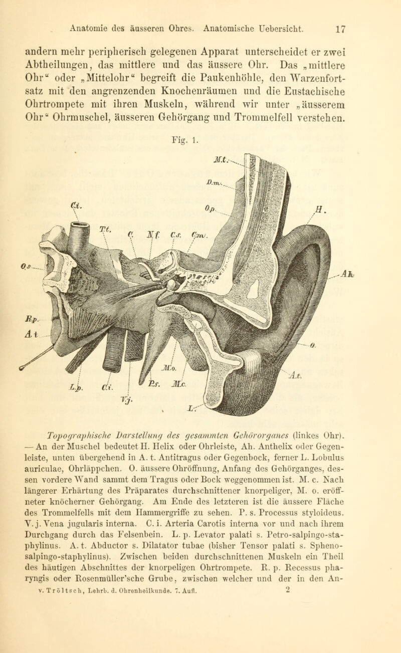 andern mehr peripherisch gelegenen Apparat unterscheidet er zwei Abtheilungen, das mittlere und das äussere Ohr. Das „mittlere Ohr oder „ Mittelohr begreift die Paukenhöhle, den Warzenfort- satz mit den angrenzenden Knochenräumen und die Eustachische Ohrtrompete mit ihren Muskeln, während wir unter „äusserem Ohr Ohrmuschel, äusseren Gehörgang und Trommelfell verstehen. Fig. 1. Ah Topographische Darstellung des gesammten Gehörorganes (linkes Ohr). — An der Muschel bedeutet H. Helix oder Ohrleiste, Ah. Anthelix oder Gegen- leiste, unten übergehend in A. t. Antitragus oder Gegenbock, ferner L. Lobulus auriculae, Ohrläppchen. 0. äussere Ohröffnung, Anfang des Gehörganges, des- sen vordere AVand sammt dem Tragus oder Bock weggenommen ist. M. c. Nach längerer Erhärtung des Präparates durchschnittener knorpeliger. M. o. eröff- neter knöcherner Gehörgang. Am Ende des letzteren ist die äussere Fläche des Trommelfells mit dem Hammergriffe zu sehen. P. s. Processus styloideus. Y.j.Vena jugularis interna. C. i. Arteria Carotis interna vor und nach ihrem Durchgang durch das Felsenbein. L. p. Levator palati s. Petro-salpingo-sta- phylinus. A. t. Abductor s. Diktator tubae (bisher Tensor palati s. Spheno- salpingo-staphjiinus). Zwischen beiden durchschnittenen Muskeln ein Theil des häutigen Abschnittes der knorpeligen Ohrtrompete. R. p. Recessus pha- ryngis oder Rosenmüller'sche Grube, zwischen welcher und der in den An- v. T r ö 11 s c li, Lehrb. d. Ohrenheilkunde. 7. Aufl. 2
