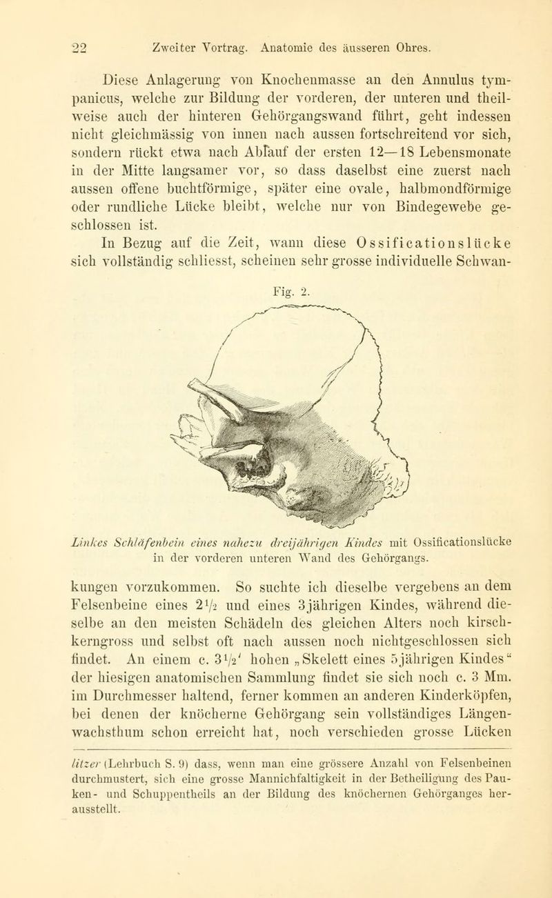 Diese Anlagerung von Knochenmasse an den Annulus tyni- panicus, welche zur Bildung der vorderen, der unteren und theil- weise auch der hinteren Gehörgangswand führt, geht indessen nicht gleichinässig von innen nach aussen fortschreitend vor sich, sondern rückt etwa nach Ablauf der ersten 12—18 Lebensmonate in der Mitte langsamer vor, so dass daselbst eine zuerst nach aussen offene buchtförmige, später eine ovale, halbmondförmige oder rundliche Lücke bleibt, welche nur von Bindegewebe ge- schlossen ist. In Bezug auf die Zeit, wann diese Ossificationslticke sich vollständig schliesst, scheinen sehr grosse individuelle Schwan- Fig. 2. Linkes Schläfenbein eines nahezu dreijährigen Kindes mit Ossificationslücke in der vorderen unteren Wand des Gehörgangs. kungen vorzukommen. So suchte ich dieselbe vergebens an dem Felsenbeine eines 21/* und eines 3jährigen Kindes, während die- selbe an den meisten Schädeln des gleichen Alters noch kirsch- kerngross und selbst oft nach aussen noch nichtgeschlossen sich findet. An einem c. ZYß hohen „Skelett eines 5jährigen Kindes der hiesigen anatomischen Sammlung findet sie sich noch c. 3 Mm. im Durchmesser haltend, ferner kommen an anderen Kinderköpfen, bei denen der knöcherne Gehörgang sein vollständiges Längen- wach stimm schon erreicht hat, noch verschieden grosse Lücken litzer (Lehrbuch S. 9) dass, wenn man eine grössere Anzahl von Felsenbeinen durchmustert, sich eine grosse Mannichfaltigkeit in der Betheiligung des Pau- ken- und Schuppenthcils an der Bildung des knöchernen Gehörganges her- ausstellt.