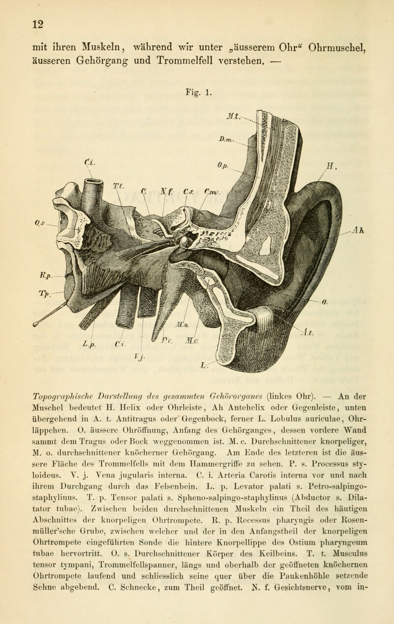 mit ihren Muskeln, während wir unter „äusserem Ohr Ohrmuschel, äusseren Gehörgang und Trommelfell verstehen, — Tis. 1. .Ah Topographische Darstellung des gesummten Gehörorganes (linkes Ohr). — An der Muschel bedeutet H. Helix oder Ohrleiste, Ah Antehelix oder Gegenleiste, unten übergehend in A. t. Antitragus oder Gegenbock, ferner L. Lobulus auriculae, Ohr- läppchen. O. äussere Ohröffnung, Anfang des Gehörganges, dessen vordere Wand sammt dem Tragus oder Bock weggenommen ist. M. c. Durchschnittener knorpeliger, M. o. durchschnittener knöcherner Gehörgang. Am Ende des letzteren ist die äus- sere Fläche des Trommelfells mit dem Hammergriffe zu sehen. P. s. Processus sty- loideus. Y. j. Vena jugularis interna. C. i. Arteria Carotis interna vor und nach ihrem Durchgang durch das Felsenbein. L. p. Levator palati s. Petro-salpingo- staphylinus. T. p. Tensor palati s. Spheno-salpingo-staphylinus (Abductor s. Dik- tator tubae). Zwischen beiden durchschnittenen Muskeln ein Theil des häutigen Abschnittes der knorpeligen Ohrtrompete. R. p. Recessus pharyngis oder Rosen- müller'sche Grube, zwischen welcher und der in den Anfangstheil der knorpeligen Ohrtrompete eingeführten Sonde die hintere Knorpellippe des Ostium pharyngeum tubae hervortritt. O. s. Durchschnittener Körper des Keilbeins. T. t. Musculus tensor tympani, Trommelfellspanner, längs und oberhalb der geöffneten knöchernen Ohrtrompete laufend und schliesslich seine quer über die Paukenhöhle setzende Sehne abgebend. C. Schnecke, zum Theil geöffnet. N. f. Gesichtsnerve, vom in-