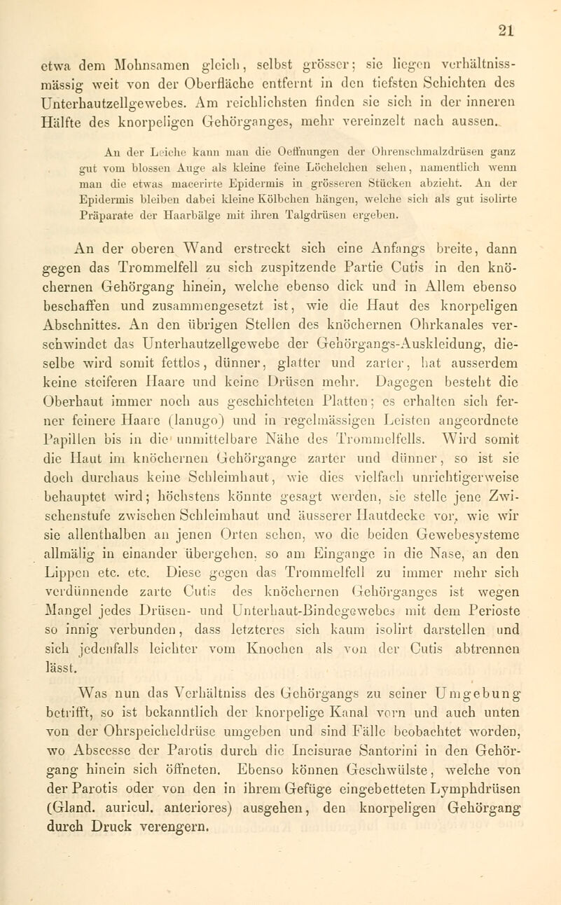 etwa dem Mohnsamen gleich, selbst grösser; sie liegen verhältniss- mässig weit von der Oberfläche entfeint in den tiefsten Schichten des Unterhautzellgewebes. Am reichlichsten finden sie sich in der inneren Hälfte des knorpeligen Gehörganges, mehr vereinzelt nach aussen. An der Leiche kann man die Oeffhungen der Ohrenschmalzdrüsen ganz gut vom blossen Auge als kleine feine Löchelchen sehen, namentlich wenn man die etwas macerirte Epidermis in grösseren Stücken abzieht. An der Epidermis bleiben dabei kleine Kölbchen hängen, welche sich als gut isolirte Präparate der Haarbälge mit ihren Talgdrüsen ergeben. An der oberen Wand erstreckt sich eine Anfangs breite, dann gegen das Trommelfell zu sich zuspitzende Partie Cutis in den knö- chernen Gehörgang hinein, welche ebenso dick und in Allem ebenso beschaffen und zusammengesetzt ist, wie die Haut des knorpeligen Abschnittes. An den übrigen Stellen des knöchernen Ohrkanales ver- schwindet das Unterhautzellgewebe der Gehörgangs-Auskleidung, die- selbe wird somit fettlos, dünner, glatter und zarter, hat ausserdem keine steiferen Haare und keine Drüsen mehr. Dagegen besteht die Oberhaut immer noch aus geschichteten Platten; es erhalten sich fer- ner feinere Haare (lanugo) und in regelmässigen Leisten angeordnete Papillen bis in die unmittelbare Nähe des Trommelfells. Wird somit die Haut im knöchernen Gehörgange zarter und dünner, so ist sie doch durchaus keine Schleimhaut, wie dies vielfach unrichtigerweise behauptet wird; höchstens könnte gesagt werden, sie stelle jene Zwi- schenstufe zwischen Schleimhaut und äusserer Hautdecke vor, wie wir sie allenthalben an jenen Orten sehen, wo die beiden Gewebesysteme allmälig in einander übergehen, so am Eingange in die Nase, an den Lippen etc. etc. Diese gegen das Trommelfell zu immer mehr sich verdünnende zarte Cutis des knöchernen Gehörganges ist wegen Mangel jedes Drüsen- und Unterhaut-ßindcgßwebes mit dem Perioste so innig verbunden, dass letzteres sich kaum isolirt darstellen und sich jedenfalls leichter vom Knochen als von der Cutis abtrennen lässt. Was nun das Verhältniss des Gehörgangs zu seiner Umgebung betrifft, so ist bekanntlich der knorpelige Kanal vorn und auch unten von der Ohrspeicheldrüse umgeben und sind Fälle beobachtet worden, wo Absccsse der Parotis durch die Incisurae Santorini in den Gehör- gang hinein sich öffneten. Ebenso können Geschwülste, welche von der Parotis oder von den in ihrem Gefüge eingebetteten Lymphdrüsen (Gland. auricul. anteriores) ausgehen, den knorpeligen Gehörgang durch Druck verengern.