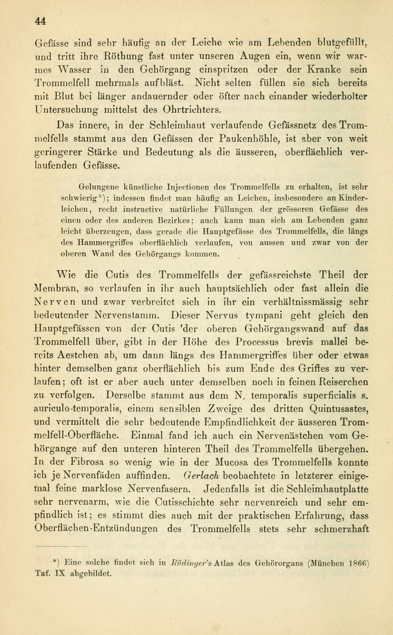 Gefässe sind sehr häufig an der Leiche wie am Lebenden blutgefiillt, und tritt ihre Röthung fast unter unseren Augen ein, wenn wir war- mes Wasser in den Gehörgang einspritzen oder der Kranke sein Trommelfell mehrmals aufbläst. Nicht selten füllen sie sich bereits mit Blut bei länger andauernder oder öfter nach einander wiederholter Untersuchung mittelst des Ohrtriehters. Das innere, in der Schleimhaut verlaufende Gefässnetz des Trom- melfells stammt aus den Gefässen der Paukenhöhle, ist aber von weit geringerer Stärke und Bedeutung als die äusseren, oberflächlich ver- laufenden Gefässe. Gelungene künstliche Injectionen des Trommelfells zu erhalten, ist sehr schwierig*); indessen findet man häufig an Leichen, insbesondere an Kinder- leichen , recht instruetive natürliche Füllungen der grösseren Gefässe des einen oder des anderen Bezirkes; auch kann man sich am Lebenden ganz leicht überzeugen, dass gerade die Hauptgefässe des Trommelfells, die längs des Hammergriffes oberflächlich verlaufen, von aussen und zwar von der oberen Wand des Gehörgangs kommen. Wie die Cutis des Trommelfells der gefässreichste Theil der Membran, so verlaufen in ihr auch hauptsächlich oder fast allein die Nerven und zwar verbreitet sich in ihr ein verhältnissmässig sehr bedeutender Nervenstamm. Dieser Nervus tympani geht gleich den Hauptgefässcn von der Cutis 'der oberen Gehörgangswand auf das Trommelfell über, gibt in der Höhe des Processus brevis mallei be- reits Aestchen ab, um dann längs des Hammergriffes über oder etwas hinter demselben ganz oberflächlich bis zum Ende des Griffes zu ver- laufen; oft ist er aber auch unter demselben noch in feinen Reiserchen zu verfolgen. Derselbe stammt aus dem N. temporalis superficialis s. auriculo-temporalis, einem sensiblen Zweige des dritten Quintusastes, und vermittelt die sehr bedeutende Empfindlichkeit der äusseren Trom- melfell-Oberfläche. Einmal fand ich auch ein Nervenästchen vom Ge- hörgange auf den unteren hinteren Theil des Trommelfells übergehen. In der Fibrosa so wenig wie in der Mucosa des Trommelfells konnte ich je Nervenfäden auffinden. Gerlach beobachtete in letzterer einige- mal feine marklose Nervenfasern. Jedenfalls ist die Schleimhautplatte sehr nervenarm, wie die Cutisschichte sehr nervenreich und sehr em- pfindlich ist; es stimmt dies auch mit der praktischen Erfahrung, dass Oberflächen-Entzündungen des Trommelfells stets sehr schmerzhaft *) Eine solche findet sich in Bädinger's Atlas des Gehörorgans (München 1866) Taf. IX abgebildet.