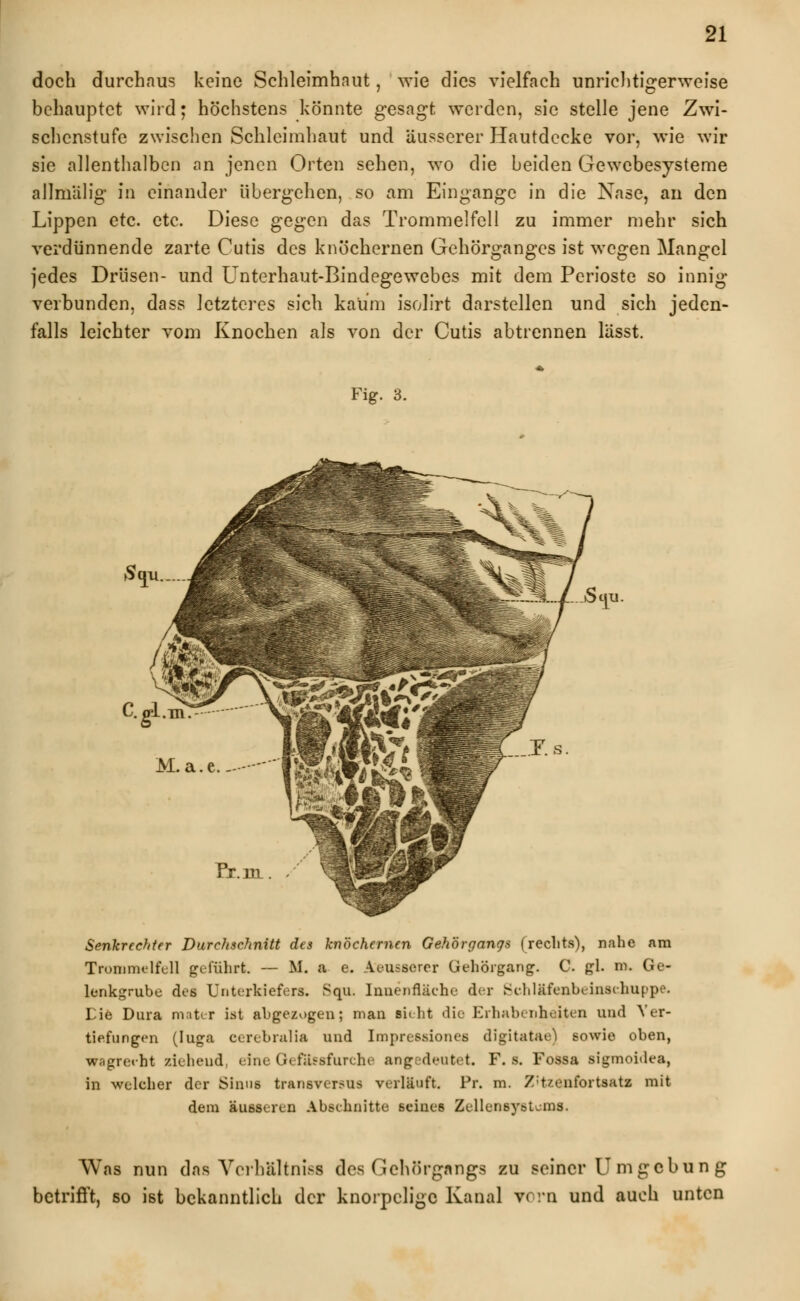 doch durchaus keine Schleimhaut, wie dies vielfach unriehtigerweise behauptet wird; höchstens könnte gesagt werden, sie stelle jene Zwi- schenstufe zwischen Schleimhaut und äusserer Hautdecke vor, wie wir sie allenthalben an jenen Orten sehen, wo die beiden Gewebesysteme allmälig in einander übergehen, so am Eingange in die Nase, an den Lippen etc. etc. Diese gegen das Trommelfell zu immer mehr sich verdünnende zarte Cutis des knöchernen Gehörganges ist wegen Mangel jedes Drüsen- und Unterhaut-Bindegewebes mit dem Perioste so innig verbunden, dass letzteres sich kaum isoh'rt darstellen und sich jeden- falls leichter vom Knochen als von der Cutis abtrennen lässt. Fig. 3. Stm. Senkrechter Durchschnitt des knöchernen Gehörgangs (rechts), nahe am Trommelfell geführt. — M. a e. Aeusscrer Uehörgang. C. gl. m. Ge- lenkgrube des Unterkiefers. Squ. Innenfläche der Schläfenbeinschuppe. Eie Dura mater ist abgezogen; man sieht die Erhabenheiten und Ver- tiefungen (Iuga cerebralia und Impressiones digitatae) sowie oben, wagrerht ziehend, eine QefUesfurche angedeutet. F. s. Fossa sigmoidea, in welcher der Sinns transversus verläuft. Pr. m. Z;tzenfortsatz mit dem äusseren Abschnitte seines Zellensystcras. Was nun das Vcrbältniss des Gehörgangs zu seiner U mgebun g betrifft, so ist bekanntlich der knorpelige Kanal vorn und auch unten