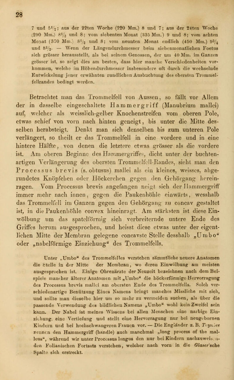 7 und 5V2; aus der 22ten Woche (220 Mm.) 8 und 7; aus der 24ten Woche (290 Mm.) 8i/2 und 8; vom siebenten Monat (335 Mm.) 9 und 8; vom achten Monat (370 Mm.) S'/z und 8; vom neunten Monat endlich (450 Hm.) 93/4 und 8V2. — Wenn der Längendurchmesser beim siebenmonatlichen Foetus sich grösser herausstellt, als bei seinem Genossen, der um 40 Mm. im Ganzen grösser ist, so zeigt dies am besten, dass hier manche Verschiedenheiten vor- kommen, welche im Höhendurchmesser insbesondere oft durch die Avechselnde Entwickelung jener erwähnten rundlichen Ausbuchtung de* obersten Trommel- fellrandes bedingt werden. Betrachtet man das Trommelfell von Aussen, so fällt vor Allem der in dasselbe eingeschaltete Hammergriff (Manubrium mallei) auf, welcher als weisslich-gelber Knochenstreifen vom oberen Pole, etwas schief von vorn nach hinten geneigt, bis unter die Mitte des- selben herabsteigt. Denkt man sich denselben bis zum unteren Pole verlängert, so theilt er das Trommelfell in eine vordere und in eine hintere Hälfte; von denen die letztere etwas grösser als die vordere ist. Am oberen Beginne des Hammergriffes, dicht unter der buehten- artigen Verlängerung des obersten Trommelfell-Randes, sieht man den Processus brevis (s. obtusus) mallei als ein kleines, weisses, abge- rundetes Knöpfchen oder Höckerchen gQgcn den Gehörgang herein- ragen. Vom Processus brevis angefangen neigt sich der Hammergriff immer mehr nach innen, gegen die Paukenhöhle einwärts, wesshalb das Trommelfell im Ganzen gegen den Gehörgang zu concav gestaltet ist, in die Paukenhöhle convex hineinragt. Am stärksten ist diese Ein- wölbung um das spateiförmig sich verbreiternde untere Ende des Griffes herum ausgesprochen, und heisst diese etwas unter der eigent- lichen Mitte der Membran gelegene coneavste Stelle desshalb „Urabo oder „nabeiförmige Einziehung des Trommelfells. Unter „Umbo des Trommelfelles verstehen sämmtliche neuere Anatomen die stelle in der Mitte der Membran, wo deren Einwülbung am meisten ausgesprochen ist. Einige Ohrenärzte der Neuzeit bezeichnen nach dem Bei- spiele mancher älterer Anatomen mit „Umbo die höckerförmige Hervorragung des Processus brevis mallei am obersten Ende des Trommelfells. Solch ver- schiedenartige Benützung Eines Namens bringt manches Missliche mit sich, und sollte man dieselbe hier um so mehr zu vermeiden suchen, als über die passende Verwendung des bildlichen Namens „Umbo wohl kein Zweifel sein kann. Der Nabel ist meines Wissens bei allen Menschen eine narbige Ein- ziehung, eine Vertiefung und stellt eine Hervorragung nur bei neugebornen Kindern und bei hochschwangeren Frauen vor. — Die Engländer z.B. Toynjee nennen den Hammergriff (handle) auch manchmal „long process of the mal- leus, während wir unter Processus longus den nur bei Kindern naehzuweiV u- den Folianischen Fortsatz verstehen, welcher nach vorn in die Glaser sehe Spalte sich erstreckt.