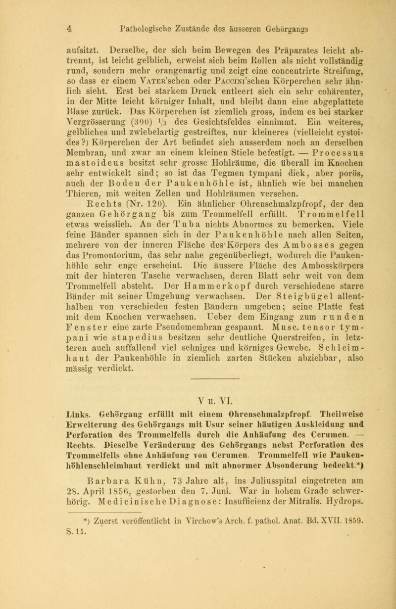 aufsitzt. Derselbe, der sich beim Bewegen des Präparates leicht ab- trennt, ist leicht gelblich, erweist sich beim Rollen als nicht vollständig rund, sondern mehr orangenartig und zeigt eine concentrirte Streifung, so dass er einem VATER'schen oder PACciNi'schen Körperchen sehr ähn- lich sieht. Erst bei starkem Druck entleert sich ein sehr cohärenter, in der Mitte leicht körniger Inhalt, und bleibt dann eine abgeplattete Blase zurück. Das Körperchen ist ziemlich gross, indem es bei starker Vergrösserung (300) V3 des Gesichtsfeldes einnimmt. Ein weiteres, gelbliches und zwiebelartig gestreiftes, nur kleineres (vielleicht cystoi- des?) Körperchen der Art befindet sich ausserdem noch an derselben Membran, und zwar an einem kleinen Stiele befestigt. — Processus mastoideus besitzt sehr grosse Hohlräume, die überall im Knochen sehr entwickelt sind; so ist das Tegmen tympani dick, aber porös, auch der Boden der Paukenhöhle ist, ähnlich wie bei manchen Thieren, mit weiten Zellen und Hohlräumen versehen. Rechts (Nr. 120). Ein ähnlicher Ohrenschmalzpfropf, der den ganzen Gehörgang bis zum Trommelfell erfüllt. Trommelfell etwas weisslich. An der Tuba nichts Abnormes zu bemerken. Viele feine Bänder spannen sich in der Paukenhöhle nach allen Seiten, mehrere von der inneren Fläche des Körpers des Ambosses gegen das Promontorium, das sehr nahe gegenüberliegt, wodurch die Pauken- höhle sehr enge erscheint. Die äussere Fläche des Ambosskörpers mit der hinteren Tasche verwachsen, deren Blatt sehr weit von dem Trommelfell absteht. Der Hammer köpf durch verschiedene starre Bänder mit seiner Umgebung verwachsen. Der Steigbügel allent- halben von verschieden festen Bändern umgeben; seine Platte fest mit dem Knochen verwachsen. Ueber dem Eingang zum runden Fenster eine zarte Pseudomembran gespannt. M u s c. t e n s 0 r tym- pani wie stapedius besitzen sehr deutliche Querstreifen, in letz- teren auch auffallend viel sehniges und körniges Gewebe. Schleim- haut der Paukenhöhle in ziemlich zarten Stücken abziehbar, also massig verdickt. V u. VI. Links. Gehörgang erfüllt mit einem Ohrenschmalzpfropf. Tlieihveise Erweiterung des Gehtfrgangs mit Usur seiner häutigen Auskleidung und Perforation des Trommelfells durch die Anhäufung des Cerumen. — Rechts. Dieselbe Veränderung des Gehörgangs nebst Perforation des Trommelfells ohne Anhäufung von Cerumen. Trommelfell wie Pauken- höhlenschleimhaut verdickt und mit abnormer Absonderung bedeckt.*) Barbara Kühn, 73 Jahre alt, ins Juliusspital eingetreten am 2S. April 1856, gestorben den 7. Juni. War in hohem Grade schwer- hörig. MedicinischeDiagnose: Insuffizienz der Mitralis. Hydrops. *) Zuerst veröffentlicht in Virchow's Arch. f. pathol. Anat. Bd. XVII. 1859. S.U.
