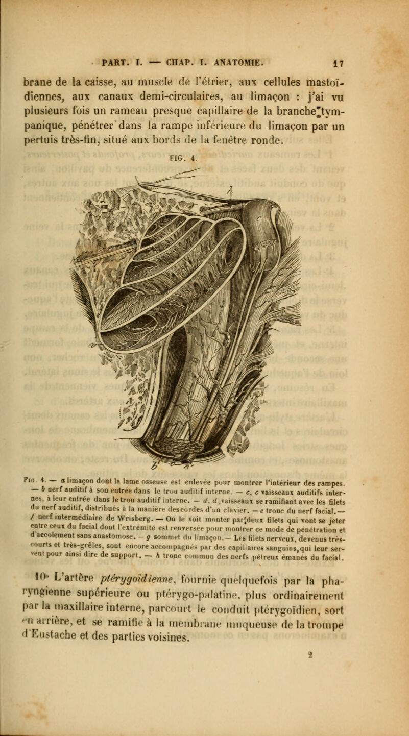 brane de la caisse, au muscle de rétrier, aux cellules mastoï- diennes, aux canaux demi-circulaires, au limaçon : j'ai vu plusieurs fois un rameau presque capillaire de la branche'tym- panique, pénétrer dans la rampe inférieure du limaçon par un pertuis très-tin, situé aux bords de la fenêtre ronde. FIG. 4. n: ■: V — a limaçon dont la lame osseuse est enlevée pour montrer l'intérieur des rampes. — 6 oerf auditif à son entrée dans le tr..u auditif interne. — e, c vaisseaux auditifs inter- nes, a leur entrée dans le trou auditif interne. - d. ^vaisseaux se ramifiant avec les filets du nerf auditif, distribués à la manière defeordes d'un clavier, -e tronc du nerf facial.— / nerf intermédiaire de Wr.sberg. — On le voit monter paijdeux filets qui vont se jeter entre ceux du facial dont l'extrémité est renversée pour montrer ce mode de pénétration et d accolement sans anastomose. - g sommet du limaçon.- Les filets nerveux, devenus très- •ourts et tres-grêles, sont encore accompagnes par des capibaues sanguins qui leur ser- vent pour ainsi dire de support. - h tronc commun des nerfs petreux émanés du facial. 10» L'artère ptérygoïdienne. fournie quelquefois par la pha- ryngienne supérieure ou ptérygo-pftlatine. plus ordinairement parla maxillaire interne, parcourt le conduit ptérygoldiert, sort '■n arrière, et se ramifie à la mèmftrane muqueuse de la trompe d Eustache et des parties voisines.