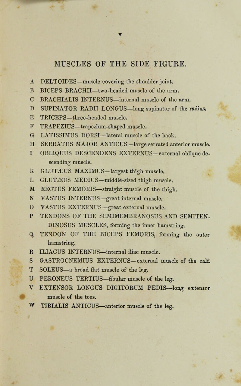 A DELTOIDES—muscle covering the shoulder joint. B BICEPS BRACHII—two-headed muscle of the arm. C BRACHIALIS INTERNUS—internal muscle of the arm. D SUPINATOR RADII LONGUS—long supinator of the radius. E TRICEPS—three-headed muscle. F TRAPEZIUS—trapezium-shaped muscle. G LATISSIMUS DORSI—lateral muscle of the back. H SERRATUS MAJOR ANTICUS—large serrated anterior muscle. I OBLIQUUS DESCENDENS EXTERNUS—external oblique de- scending muscle. K GLUTEUS MAXIMUS—largest thigh muscle. L GLUTEUS MEDIUS—middle-sized thigh muscle. M RECTUS FEMORIS—straight muscle of the thigh. N VASTUS INTERNUS—great internal muscle. 0 VASTUS EXTERNUS—great external muscle. P TENDONS OF THE SEMIMEMBRANOSUS AND SEMITEN- DINOSUS MUSCLES, forming the inner hamstring. Q TENDON OF THE BICEPS FEMORIS, forming the outer hamstring. R ILIACUS INTERNUS—internal iliac muscle. S GASTROCNEMIUS EXTERNUS—external muscle of the calf. T SOLEUS—a broad flat muscle of the leg. U PERONEUS TERTIUS—fibular muscle of the leg. V EXTENSOR LONGUS DIGITORUM PEDIS—long extensor muscle of the toes. W TIBIALIS ANTICUS—anterior muscle of the leg.