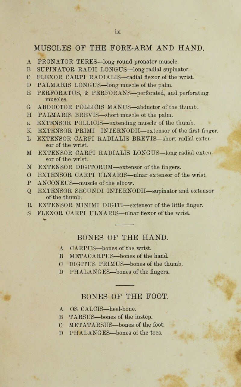 A PRONATOR TERES—long round pronator muscle. B SUPINATOR RADII LONGUS—long radial supinator. 0 FLEXOR CARPI RADIALIS—radial flexor of the wrist. D PALMARIS LONGUS—long muscle of the palm. E PERFORATUS, & PERFORANS—perforated, and perforating muscles. G ABDUCTOR POLLICIS MANUS— abductor of tne thumb. H PALMARIS BREVIS—short muscle ot the palm. K EXTENSOR POLLICIS—extending muscle of the thumb. K EXTENSOR PRIMI INTERNODII—extensor of the first finger. L EXTENSOR CARPI RADIALIS BREVIS—short radial exten- sor of the wrist. M EXTENSOR CARPI RADIALIS LONGUS—long radial exten- sor of the wrist. N EXTENSOR DIGITORUM—extensor of the fingers. 0 EXTENSOR CARPI ULNARIS—ulnar extensor of the wrist. P ANCONEUS—muscle of the elbow. Q EXTENSOR SECUNDI INTERNODII—supinator and extensor of the thumb. R EXTENSOR MINIMI DIGITI—extensor of the little finger. S FLEXOR CARPI ULNARIS—ulnar flexor of the wrist. BONES OF THE HAND. A C A RPUS—bones of the wrist. B METACARPUS—bones of the hand. C DIGITUS PRIMUS—bones of the thumb. D PHALANGES—bones of the fingers. BONES OF THE FOOT. A OS CALCIS—heel-bone. B TARSUS—bones of the instep. C METATARSUS—bones of the foot. D PHALANGES—bones ot the toes. i