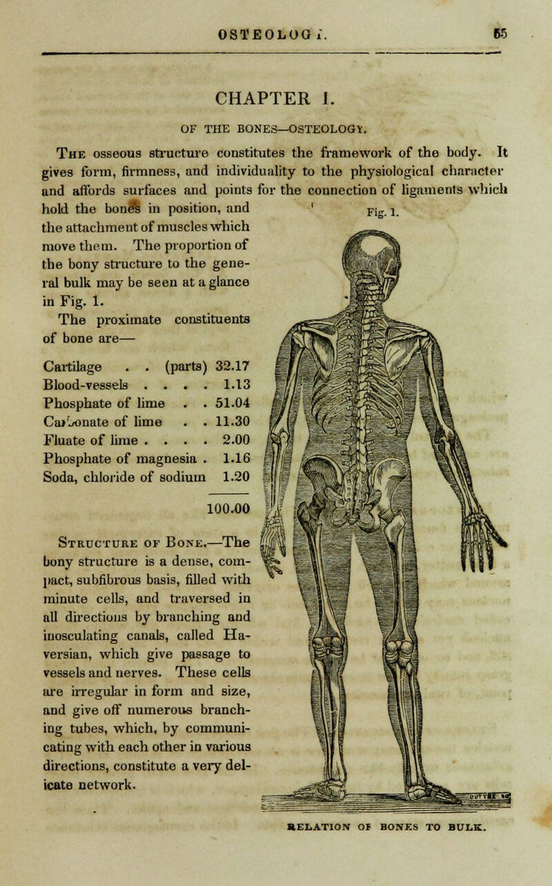 CHAPTER 1. OF THE BONES—OSTEOLOGY. The osseous structure constitutes the framework of the body. It gives form, firmness, and individuality to the physiological character and affords surfaces and points for the connection of ligaments which hold the bonds in position, and Fig j the attachment of muscles which move them. The proportion of the bony structure to the gene- ral bulk may be seen at a glance in Fig. 1. The proximate constituents of bone are— Cartilage Blood-vessels (parts) 32.17 1.13 Phosphate of lime Ca»rjonate of lime Fluate of lime . . . Phosphate of magnesia Soda, chloride of sodium 51.04 11.30 2.00 1.16 1.20 100.00 Structure of Bone.—The bony structure is a dense, com- pact, subfibrous basis, filled with minute cells, and traversed in all directions by branching and inosculating canals, called Ha- versian, which give passage to vessels and nerves. These cells are irregular in form and size, and give off numerous branch- ing tubes, which, by communi- cating with each other in various directions, constitute a very del- icate network. RELATION OF BONES TO BULK.