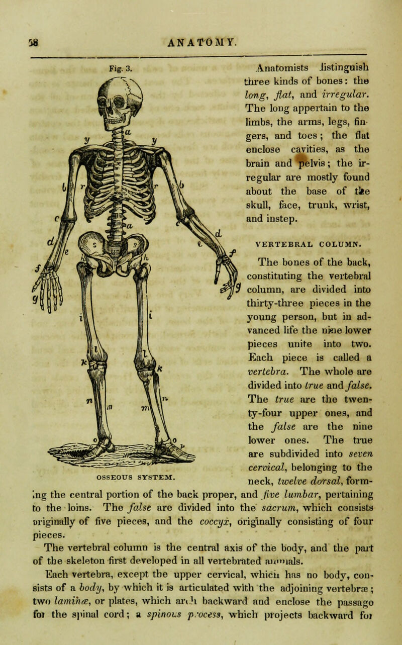 Fig. 3. Anatomists Jistinguish three kinds of bones: the long, flat, and irregular. The long appertain to the limbs, the arms, legs, fin- gers, and toes; the flat enclose cavities, as the brain and elvis; the ir- regular are mostly found about the base of tl»e skull, face, trunk, wrist, and instep. VERTEBRAL COLUMN. The bones of the back, constituting the vertebral column, are divided into thirty-three pieces in the young person, but in ad- vanced life the nine lower pieces unite into two. Each piece is called a vertebra. The whole are divided into true and false. The true are the twen- ty-four upper ones, and the false are the nine lower ones. The true are subdivided into seven cervical, belonging to the neck, twelve dorsal, form- ing the central portion of the back proper, and five lumbar, pertaining to the loins. The false are divided into the sacrum, which consists originally of five pieces, and the coccyx, originally consisting of four pieces. The vertebral column is the central axis of the body, and the part of the skeleton first developed in all veitebrated nin»ials. Each vertebra, except the upper cervical, whicii has no body, con- sists of a body, by which it is articulated with the adjoining vertebra?; two lamina, or plates, which an.h backward and enclose the passago fo? the spina! cord; a spinous p.vcess, which projects backward foi OSSEOUS SYSTEM.