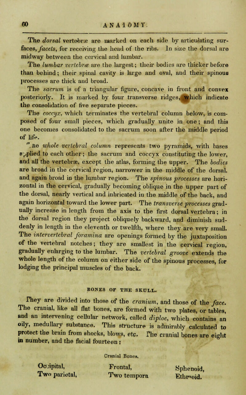 The dorsal vertebra are marked on each side by articulating sur- faces, facets, for receiving the head of the ribs. In size the dorsal are midway between the cervical and lumbal-. The lumbar vcrlebrte are the largest; their bodies are thicker before than behind; their spinal cavity is large and oval, and their spinouo processes are thick and broad. The sacrum is of a triangular figure, concave in front and convex posteriorly. It is marked by four transverse ridges.Jhhich indicate the consolidation of five separate pieces. The coccyx, which terminates the vertebral column below, is com- posed of four small pieces, which gradually unite in one; and this one becomes consolidated to the sacrum soon after the middle period of life. .Jie whole vertebral column represents two pyramids, with bases applied to each other; the sacrum and coccyx constituting the lower, and all the vertebrae, except the atlas, forming the upper. The bodies are broad in the cervical region, nanower in the middle of the dorsal, and again broad in the lumbar region. The spinous processes are hori- zontal in the cervical, gradually becoming oblique in the upper part of the dorsal, nearly vertical and inbricated in the middle of the back, and again horizontal toward the lower part. The transverse processes grad- ually increase in length from the axis to the first dorsal vertebra; in the dorsal region they project obliquely backward, and diminish sud- denly in length in the eleventh or twelfth, where they are very small. The intervertebral foramina are openings formed by the juxtaposition of the vertebral notches; they are smallest in the cervical region, gradually enlarging to the lumbar. The vertebral groove extends the whole length of the column on either side of the spinous processes, for lodging the principal muscles of the back. BONES OF THE SKULL. rhey are divided into those of the cranium, and those of the face. The cranial, like all flat bones, are formed with two plates, or tables, and an intervening cellular network, called diploe, which contains an oily, medullary substance. This structure is admirably calculated to protect the brain from shocks, blows, etc. The cranial bones are eight in number, and the facial fourteen i Cranial Bones. Oojipital, Frontal, Sphenoid, Two parietal, Two tempora Ethmoid.