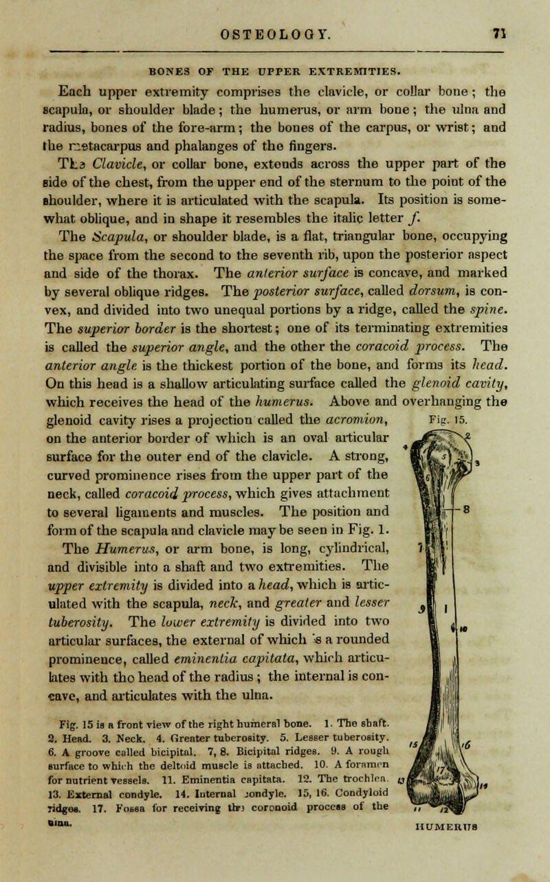 BONES OF THE UPPER EXTREMITIES. Each upper extremity comprises the clavicle, or collar bone; the scapula, or shoulder blade; the humerus, or arm bone; the ulna and radius, bones of the fore-arm; the bones of the carpus, or wrist; and the n:«tacarpus and phalanges of the fingers. TLs Clavicle, or collar bone, extends across the upper part of the side of the chest, from the upper end of the sternum to the point of the shoulder, where it is articulated with the scapula. Its position is some- what oblique, and in shape it resembles the italic letter /. The Scapula, or shoulder blade, is a flat, triangular bone, occupying the space from the second to the seventh rib, upon the posterior aspect and side of the thorax. The anlerior surface is concave, and marked by several oblique ridges. The posterior surface, called dorsum, is con- vex, and divided into two unequal portions by a ridge, called the spine. The superior border is the shortest; one of its terminating extremities is called the superior angle, and the other the coracoid process. The anlerior angle, is the thickest portion of the bone, and forms its head. On this head is a shallow articulating surface called the glenoid cavity, which receives the head of the humerus. Above and overhanging the glenoid cavity rises a projection called the acromion. Fig. 15. on the anterior border of which is an oval articular surface for the outer end of the clavicle. A strong, curved prominence rises from the upper part of the neck, called coracoid process, which gives attachment to several ligaments and muscles. The position and form of the scapula and clavicle may be seen in Fig. 1. The Humerus, or arm bone, is long, cylindrical, and divisible into a shaft and two extremities. The upper extremity is divided into a head, which is artic- ulated with the scapula, neck, and greater and lesser tuberosity. The lower extremity is divided into two articular surfaces, the external of which <s a rounded prominence, called eminenlia capitata, which articu- lates with tho head of the radius ; the internal is con- cave, and articulates with the ulna. Fig. 15 is s front view of the right humeral bone. 1. The shaft. 2. Head. 3. Neck. 4. Greater tuberosity. 5. Lesser tuberosity. 6. A groove called bicipital. 7, 8. Bicipital ridges, i). A rough surface to which the deltoid muscle is attached. 10. A foramen for nutrient vessels. 11. Eminentia capitata. 12. The trochlea. 13. External condyle. 14. Internal jondyle. 15, 16. Condyloid ridges. 17. Fossa for receiving thr) corDnoid process of the Blni'' HUMEIU78