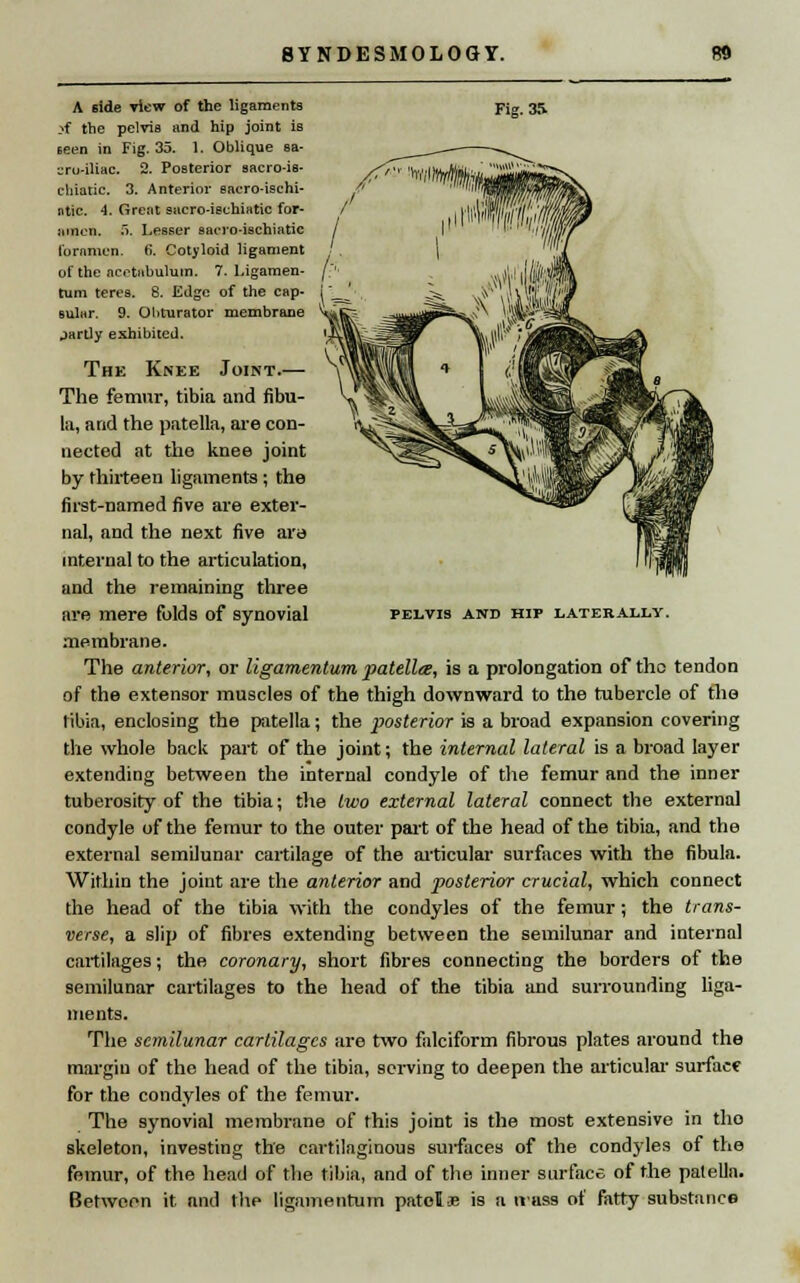 PELVIS AND HIP LATERALLY. A side view of the ligaments yf the pelvis and hip joint is seen in Fig. 35. 1. Oblique sa- ^ru-iliac. 2. Posterior sacro-is- cliiatic. 3. Anterior sacro-ischi- ntic. 4. Great sacro-ischiatic for- amen. 5. Lesser sacro-ischiatic foramen, fi. Cotyloid ligament of the acetabulum. 7. Ligamen- tum teres. 8. Edge of the cap- sular. 9. Obturator membrane partly exhibited. The Knee Joint.— The femur, tibia and fibu- la, arid the patella, are con- nected at the knee joint by thirteen ligaments ; the first-named five are exter- nal, and the next five ara internal to the articulation, and the remaining three are mere folds of synovial membrane. The anterior, or ligamentum patellte, is a prolongation of tho tendon of the extensor muscles of the thigh downward to the tubercle of the tibia, enclosing the patella; the -posterior is a broad expansion covering the whole back part of the joint; the internal lateral is a broad layer extending between the internal condyle of the femur and the inner tuberosity of the tibia; the two external lateral connect the externa] condyle of the femur to the outer part of the head of the tibia, and the external semilunar cartilage of the articular surfaces with the fibula. Within the joint are the anterior and posterior crucial, which connect the head of the tibia with the condyles of the femur; the trans- verse, a slip of fibres extending between the semilunar and internal cartilages; the coronary, short fibres connecting the borders of the semilunar cartilages to the head of the tibia and surrounding liga- ments. The semilunar cartilages are two falciform fibrous plates around the margin of the head of the tibia, serving to deepen the articular surface for the condyles of the femur. The synovial membrane of this joint is the most extensive in tho skeleton, investing the cartilaginous surfaces of the condyles of the femur, of the head of the tibia, and of the inner surface of the patella. Between it and the ligamentum patois is a trass of fatty substance