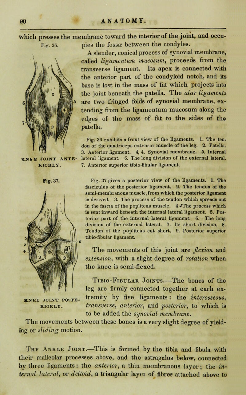 which presses the membrane toward the interior of the joint, and occu- Fig. 36. KNk I! JOINT ANTE- KIORLY. pies the fossae between the condyles. A slender, conical process of synovial membrane, called Ugamentmn, mucosum, proceeds from the transverse ligament. Its apex is connected with the anterior part of the condyloid notch, and its base is lost in the mass of fat which projects into the joint beneath the patella. The alar ligaments are two fringed folds of synovial membrane, ex- tending from the ligamentum mucosum along the edges of the mass of fut to the sides of the patella. Fig. 36 exhibits a front view of the ligaments. 1. The ten. don of the quadriceps extensor muscle of the leg. 2. Patella. 3. Anterior ligament. 4, 4. Synovial membrane. 5. Internal lateral ligament. 6. The long division of the external lateral. 7. Anterior superior tibio-fibular ligament. Rg. 37. Fig. 37 gives a posterior view of the ligaments. 1. The fasciculus of the posterior ligament. 2. The tendon of the semi-membranous muscle, from which the posterior ligament is derived. 3. The process of the tendon which spreads out in the fascia of the popliteus muscle. 4 VThe process which iB sent inward beneath the internal lateral ligament. 5. Pos- terior part of the internal lateral ligament. 6. The long division of the external lateral. 7. Its short division. 8. Tendon of the popliteus cut short. 9. Posterior superior tibio-fibular ligament. The movements of this joint are flexion and extension, with a slight degree of rotation when the knee is semi-flexed. Tibio-Fibular Joints.—The bones of the leg are firmly connected together at each ex- tremity by five ligaments: the interosseous, transverse, anterior, and posterior, to which is to be added the synovial membrane. The movements between these bones is a very slight degree of yield- ing or sliding motion. KNEE JOINT POSTE- RIORLY. Thf Ankle Joint.—This is formed by the tibia and fibula with their malleolar processes above, and the astragalus below, connected by three ligaments: the anterior, a thin membranous layer; the in- ternal lateral, or deltoid, a triangular layei of fibres attached above to